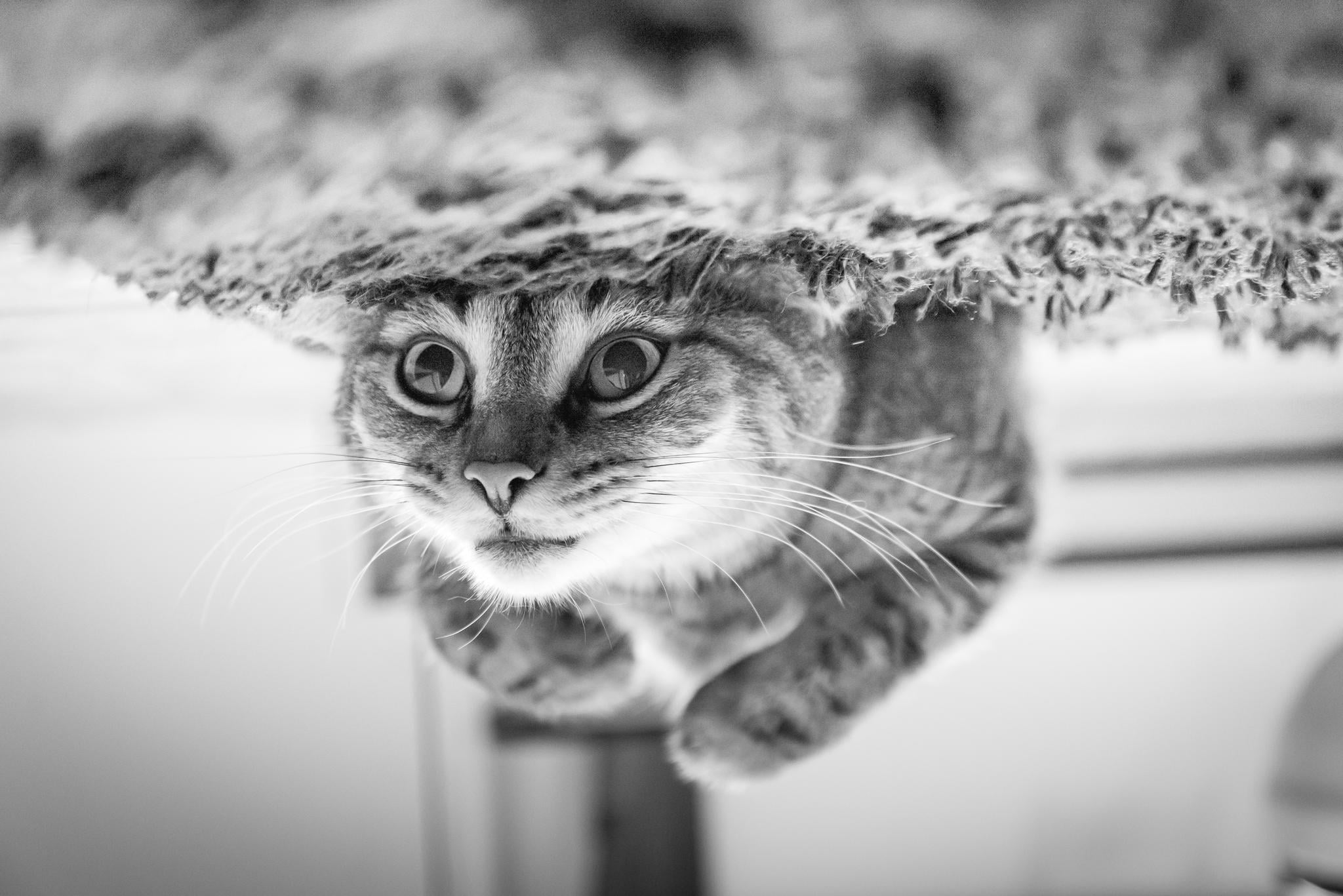 close-up, tabby, whisker, feline, mammal, one animal, gray, domestic, selective focus, looking at camera, nature, pets, animal eye, cat, 1080P, portrait, HD Wallpaper