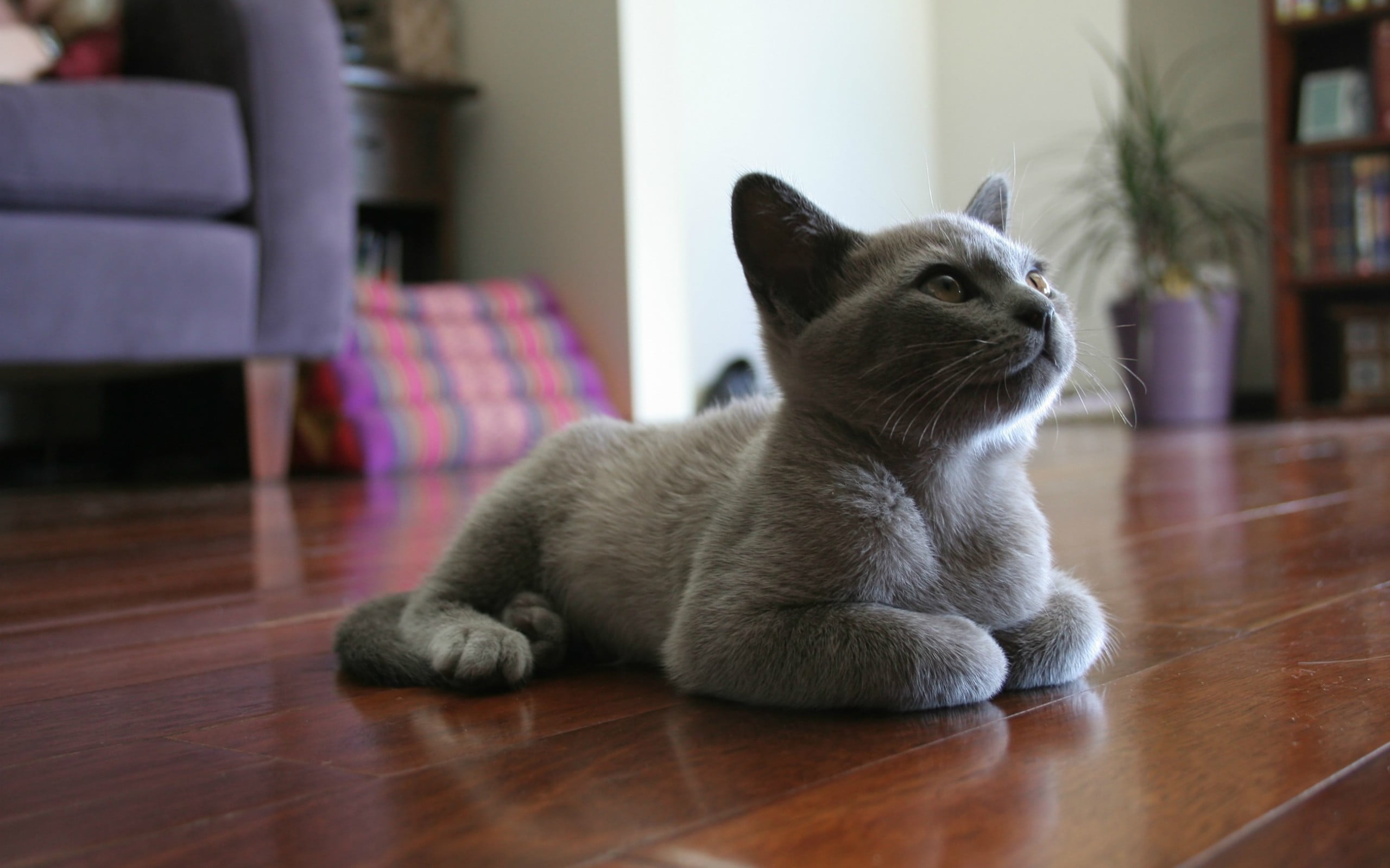 feline, animal, pets, cat, mammal, domestic animals, whisker, short, silver, home interior, indoors, looking, flooring, relaxation, animal themes, wood, HD Wallpaper