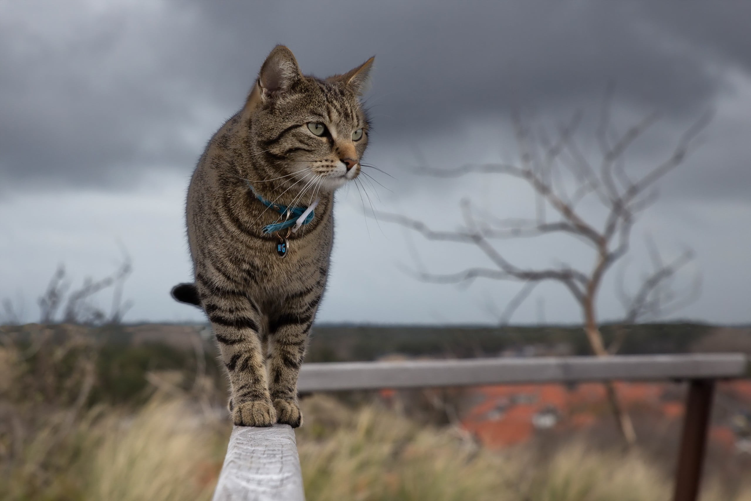 2K, animals, contemplation, silver, bare tree, nature, domestic cat, sky, one animal, day, feline, vertebrate, cat, animal themes, pets, plant, whisker, HD Wallpaper