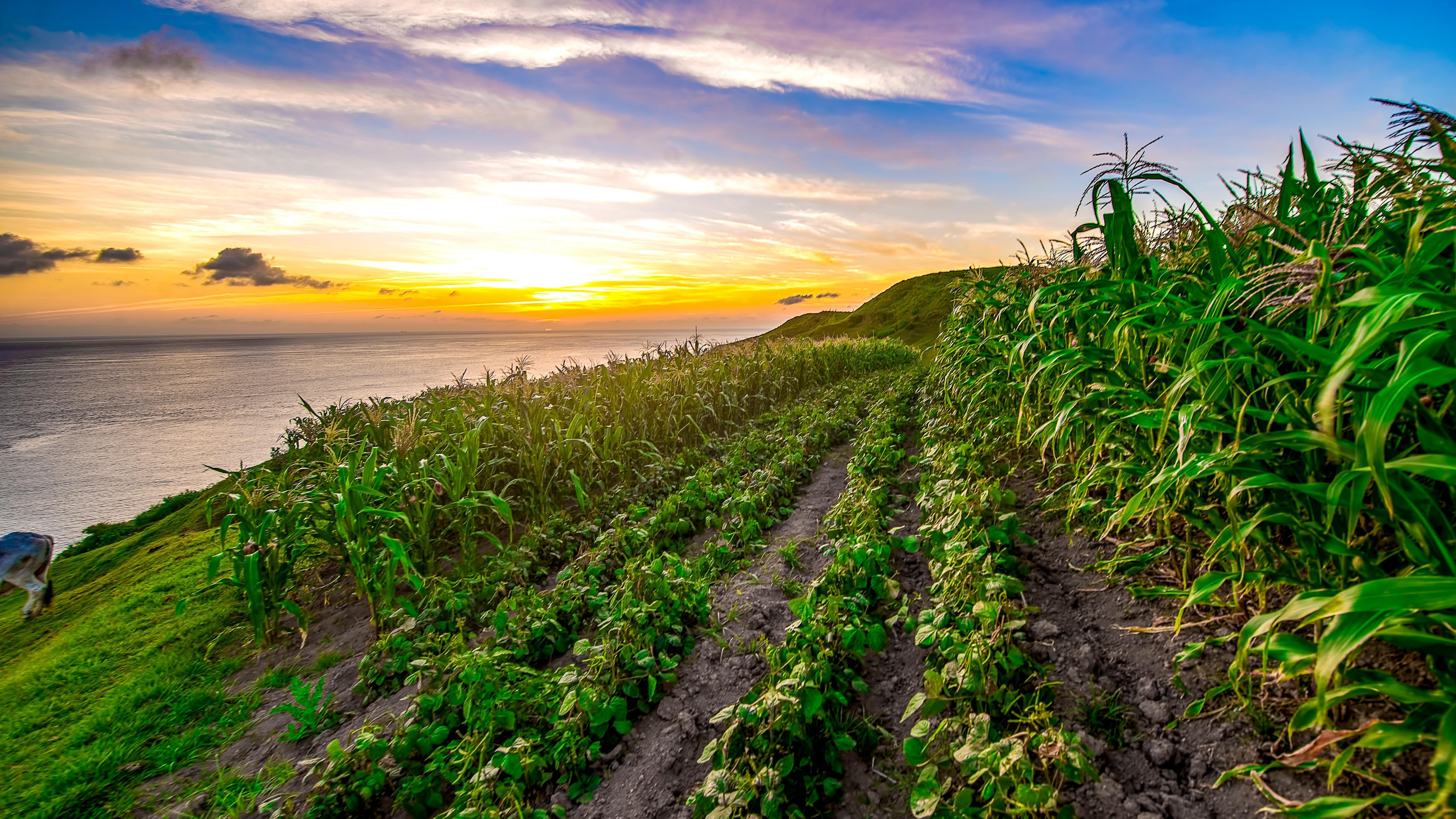 plant, green color, beach, batanes, tranquil scene, cloud - sky, beauty in nature, adventure, scenics - nature, sky, philippines, agriculture, basco batanes, HD Wallpaper
