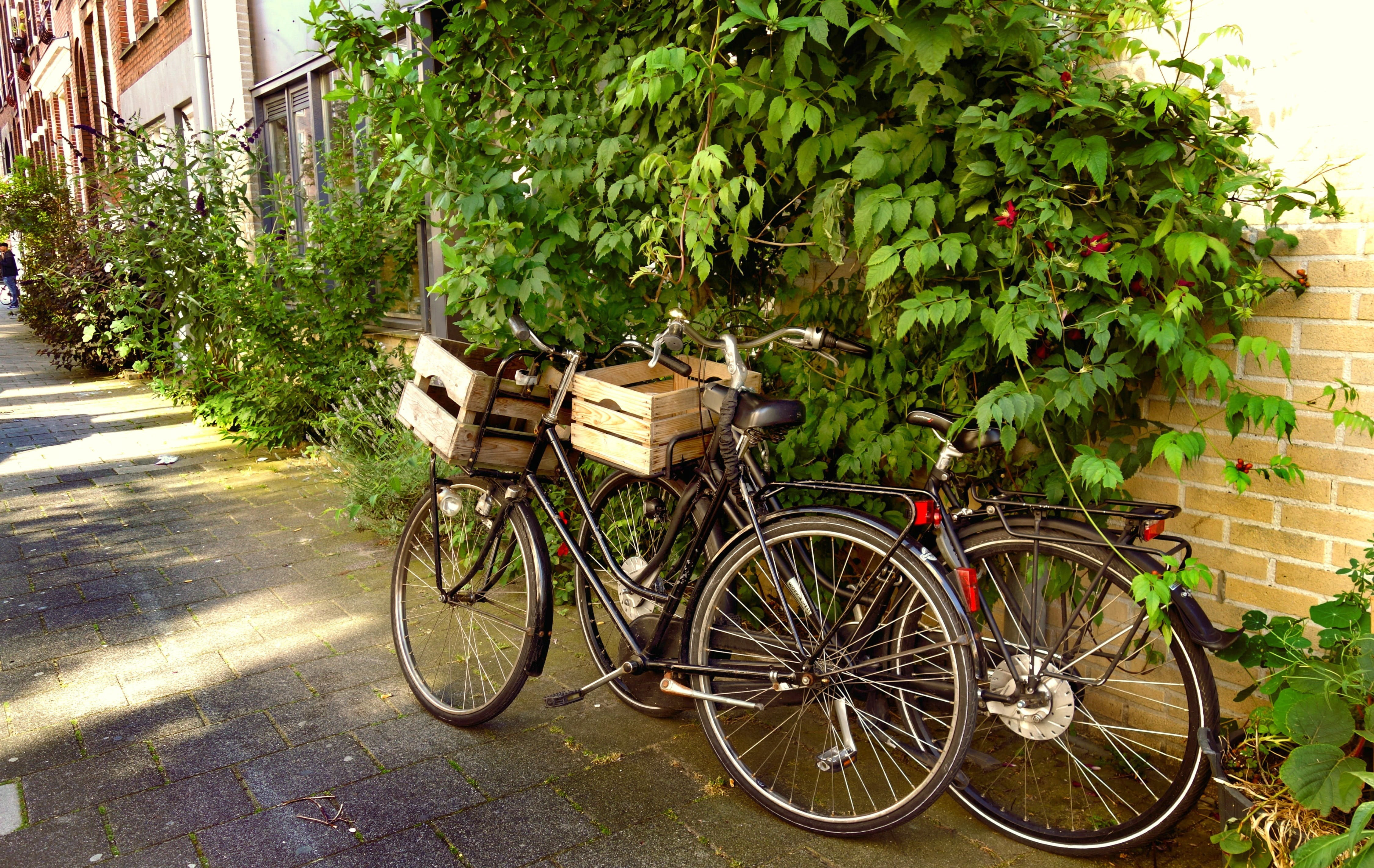 tree, parking, plants, green, building exterior, architecture, Parked, nature, cargo bike, two, stationary, Wall, Bicycles, wheel, 4K, bikes, mode of transport, HD Wallpaper