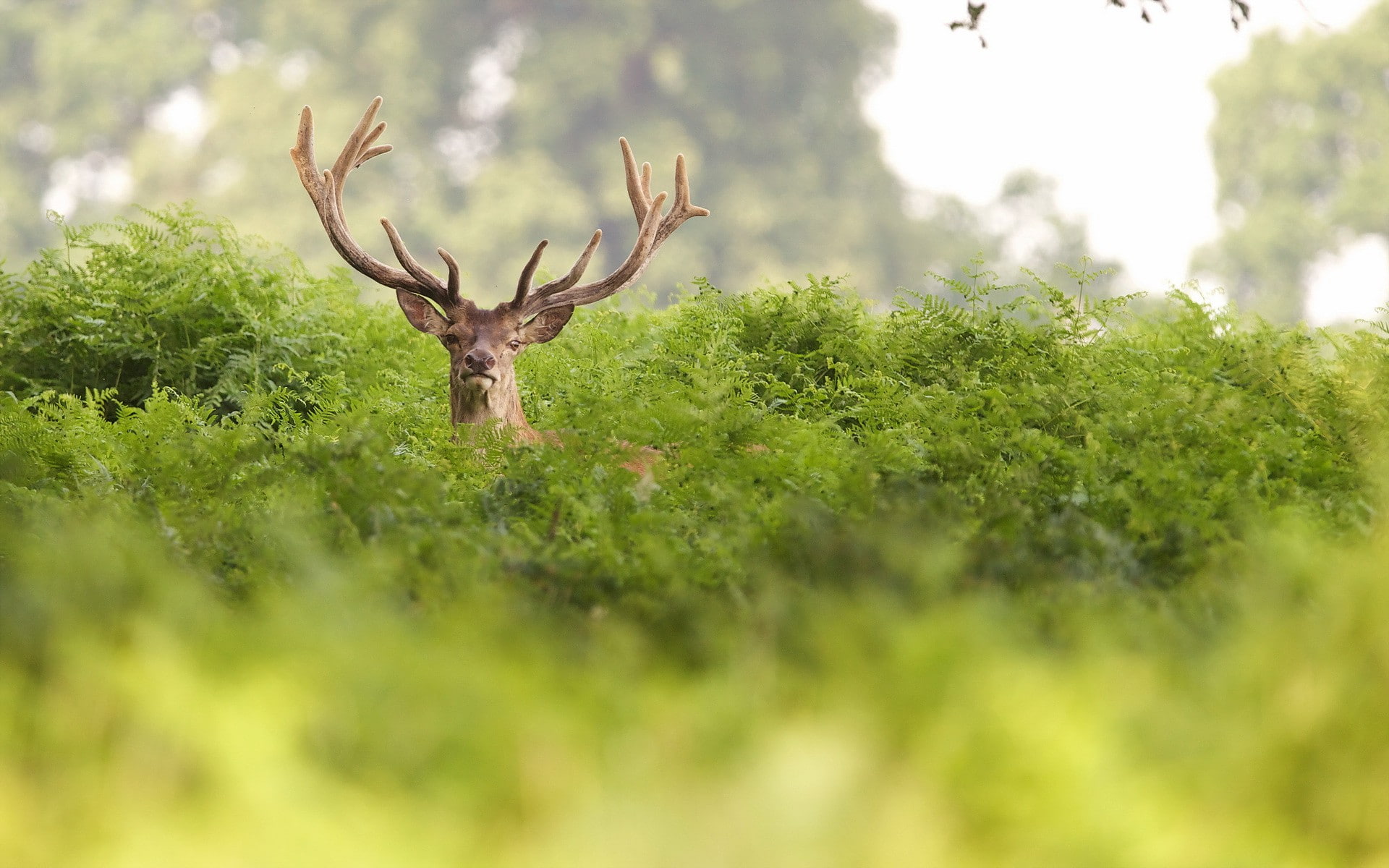 deer, dear, Nature, 1080P, summer, HD Wallpaper