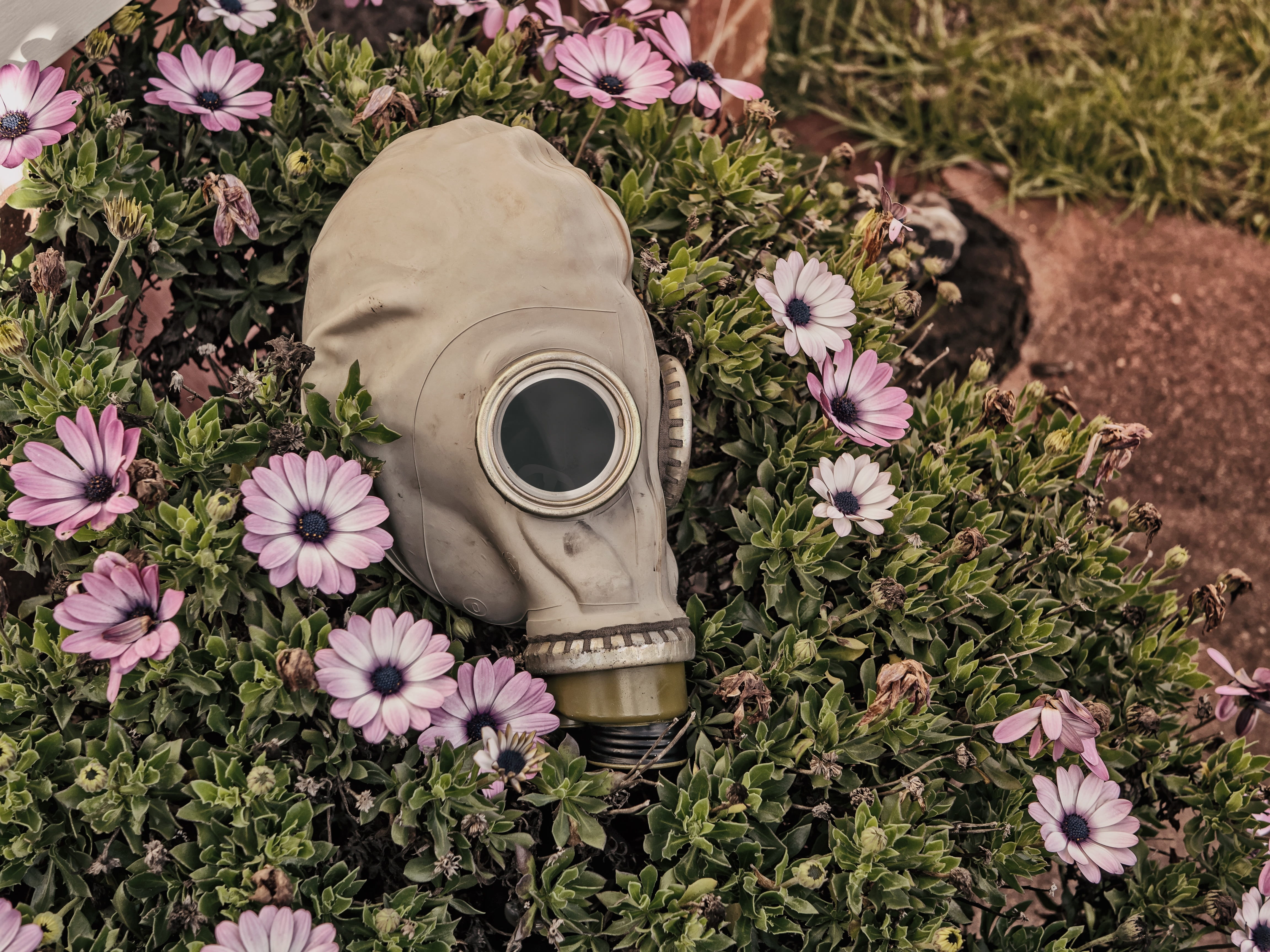 beach, decay, field, dark, retro styled, flower pot, day, sad, land, plant, no people, nature, outdoors, black, old-fashioned, mask, urbex, gas, evil, 4K, HD Wallpaper