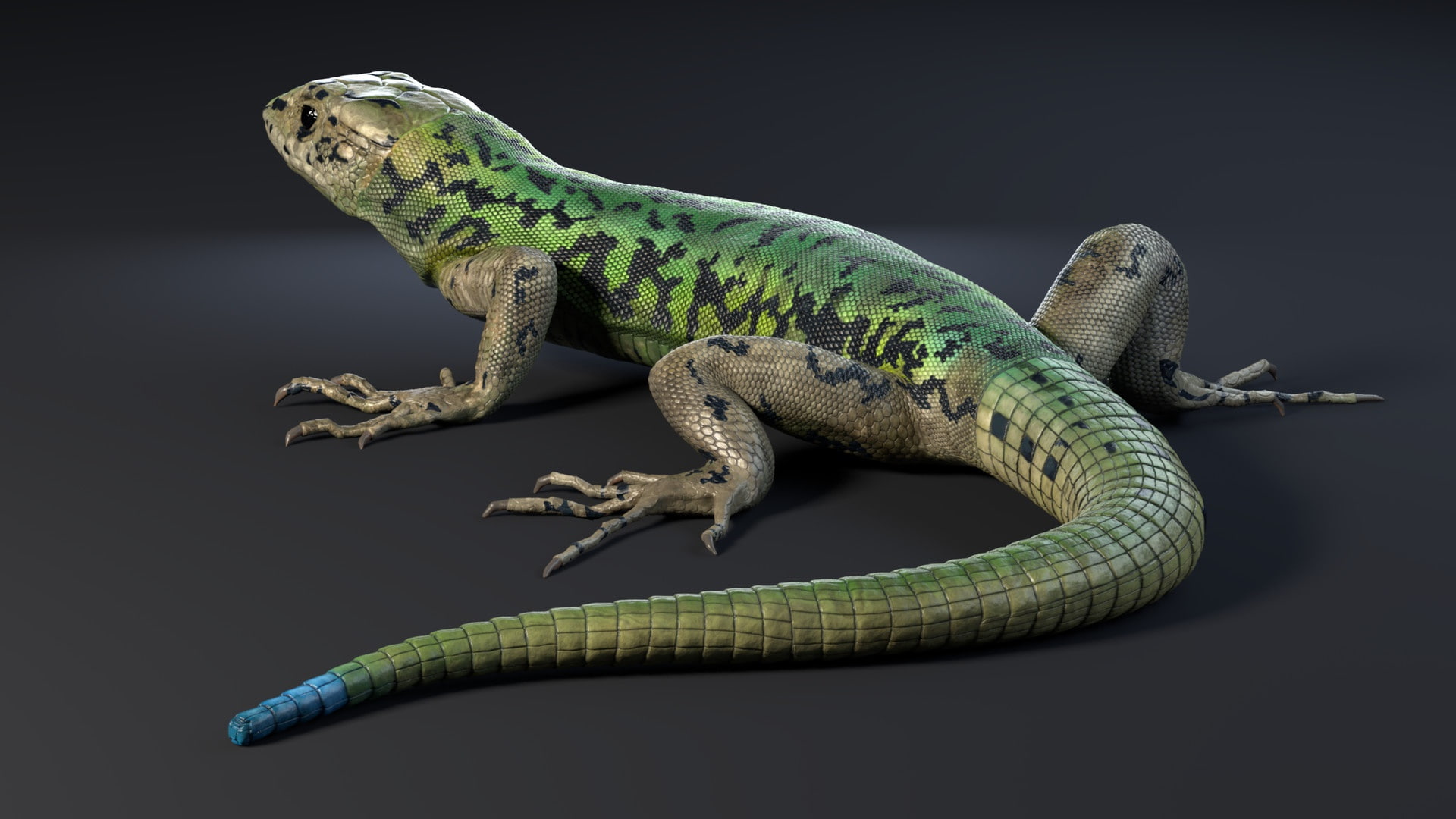 1080P, Lezard - PackShot and Incrustation, Nicolas MOREL, lizard, reptile, HD Wallpaper