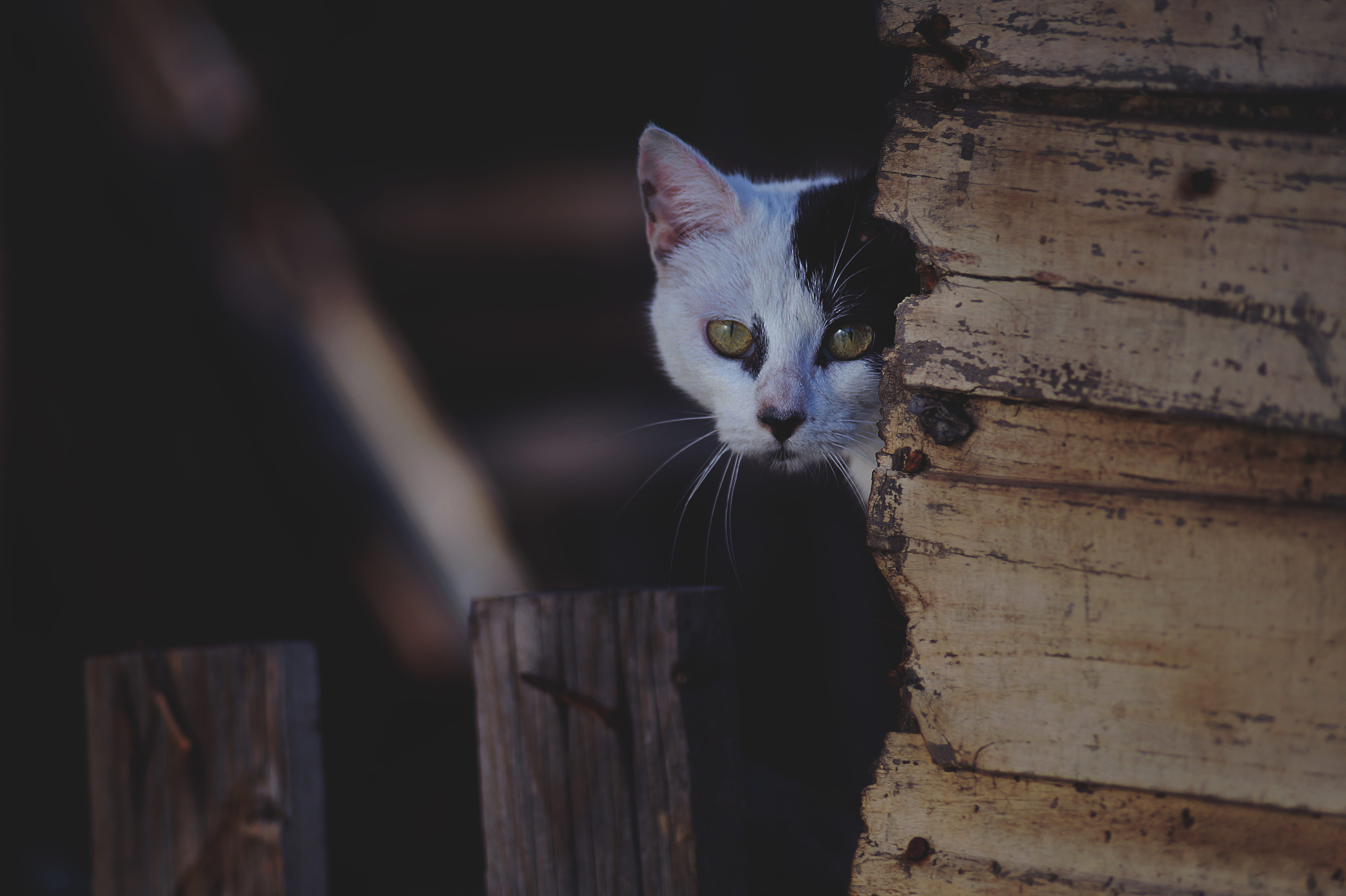 5K, animal themes, wood, ojos de gato, white cat, portrait, animal, focus, looking at camera, mammal, one animal, wood - material, no people, pet, fur, HD Wallpaper
