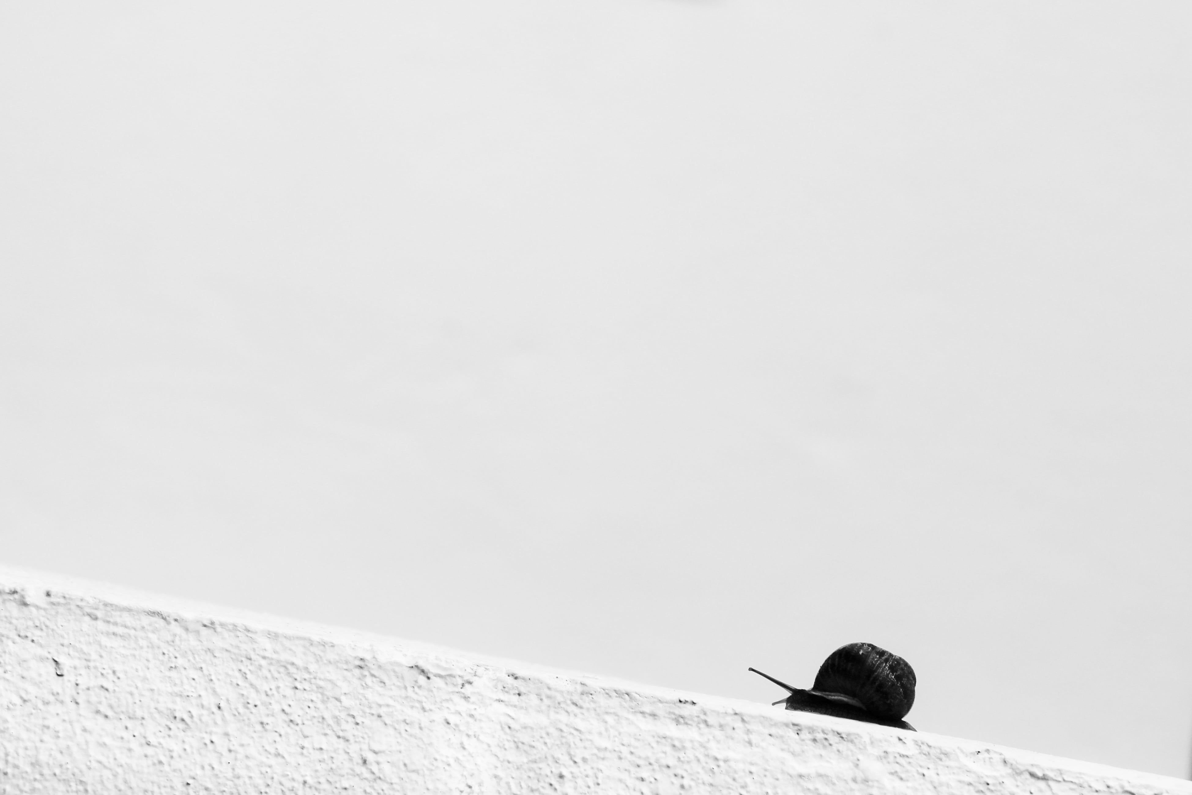 imagen, cement, hill, slow, cuesta, blanco y negro, foto, black, arriba, 4K, white cement, crawling, lento, photo, picture, up, Slowness, caracol, photographer, HD Wallpaper