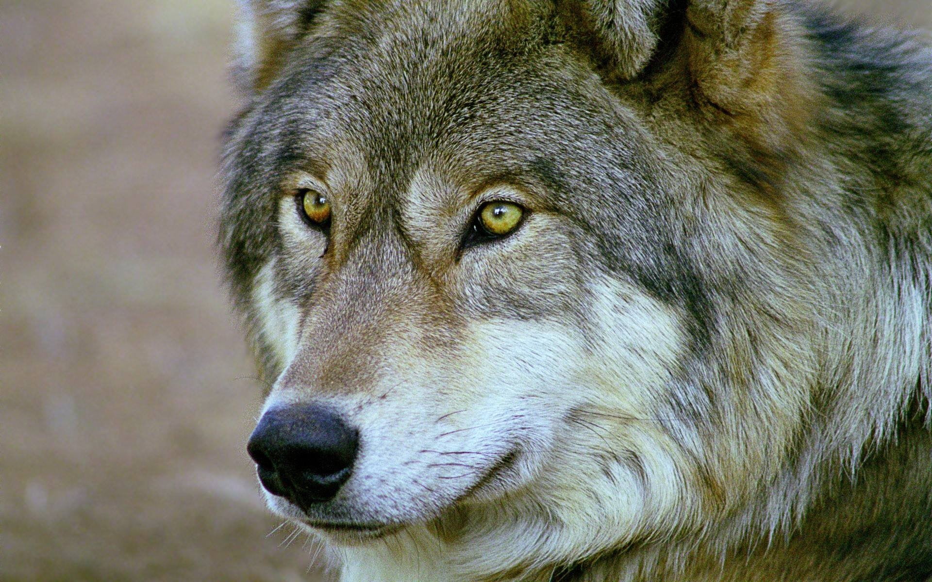 animals in the wild, mammal, focus on foreground, white, animal body part, profile view, one animal, animal eye, day, portrait, vertebrate, looking, animals, HD Wallpaper