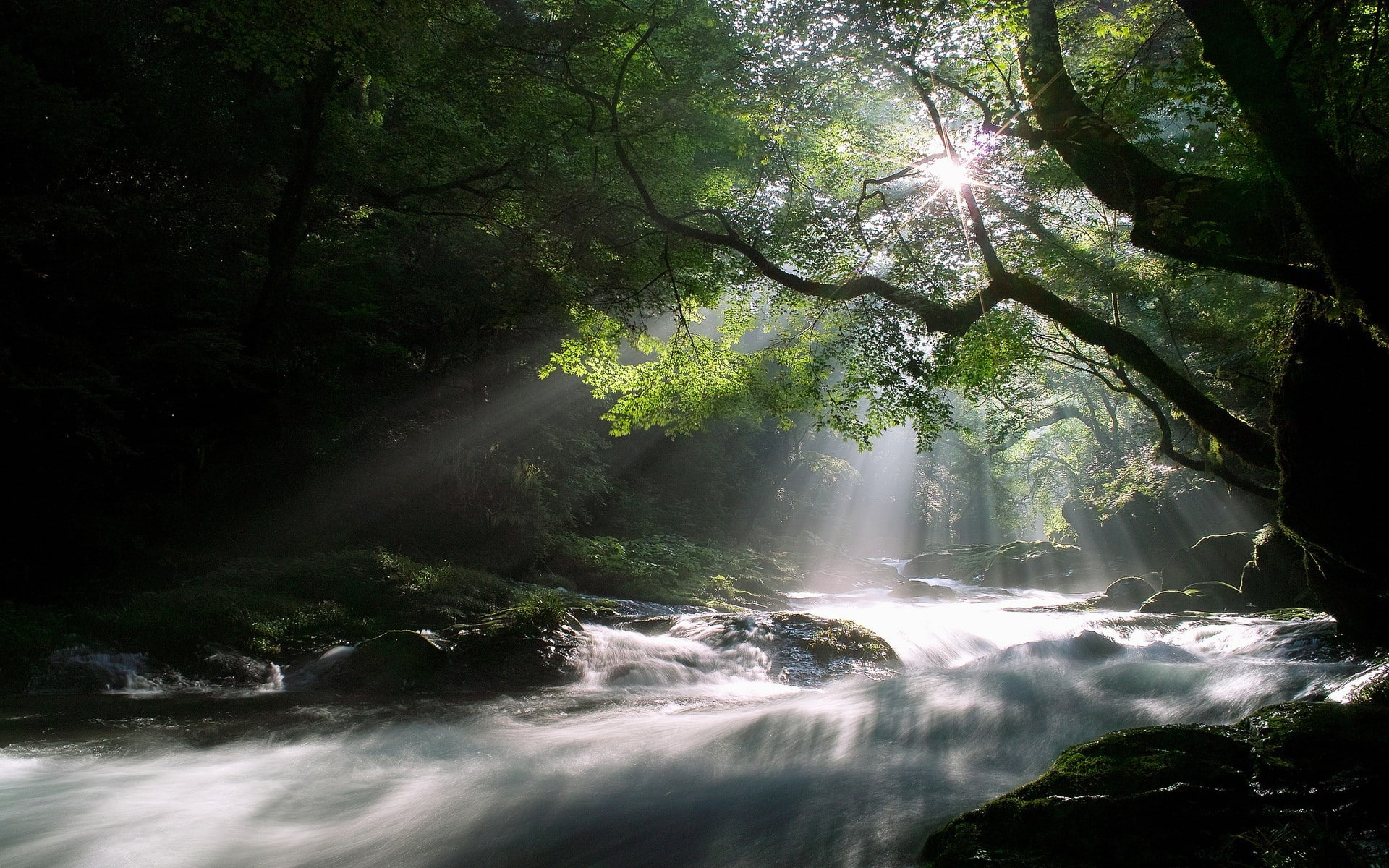 beauty in nature, National Geographic, flowing, scenics - nature, sunlight, land, power in nature, rock, forest, plant, no people, flowing water, growth, HD Wallpaper