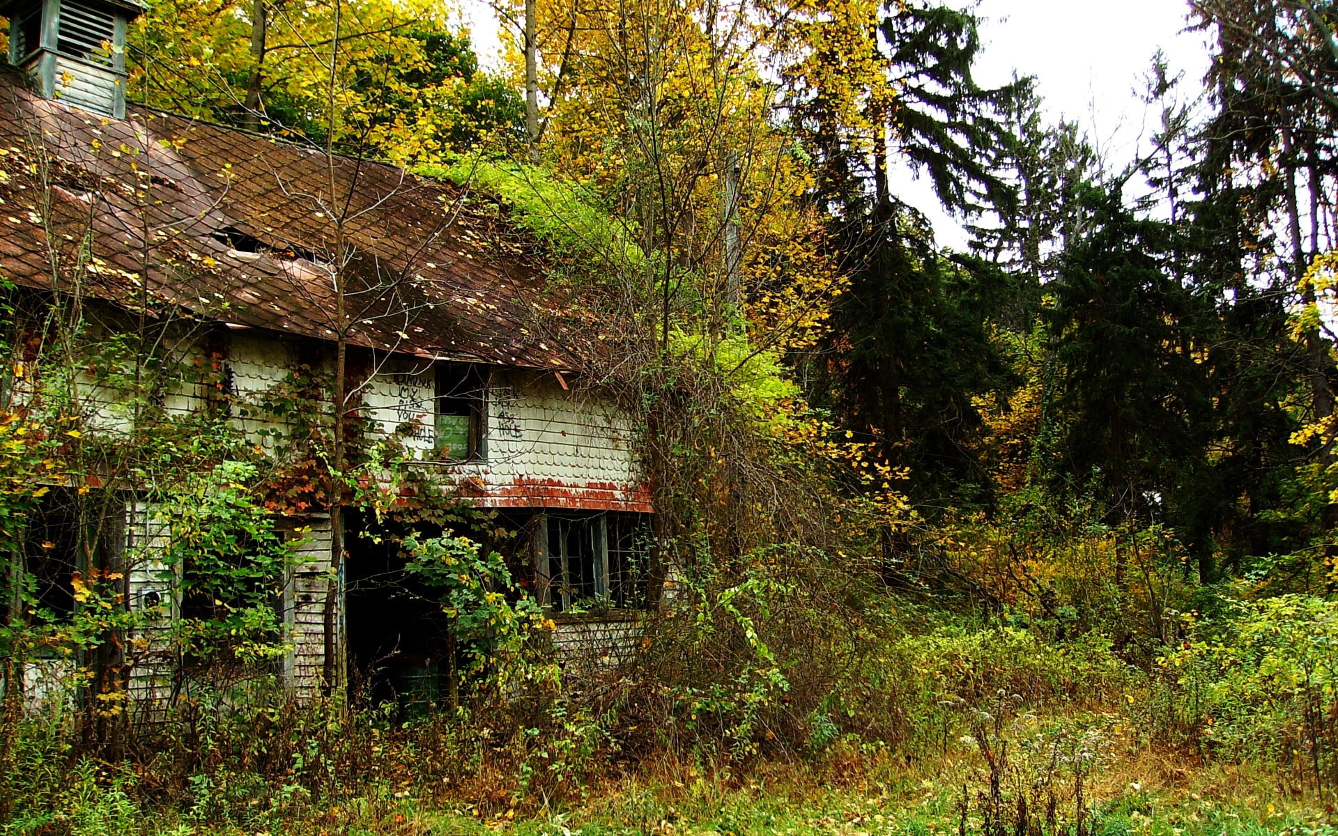 growth, cottage, forest, architecture, land, roof, house, cabin, residential district, building exterior, abandoned, ruin, tree, no people, 1080P, tranquility, HD Wallpaper