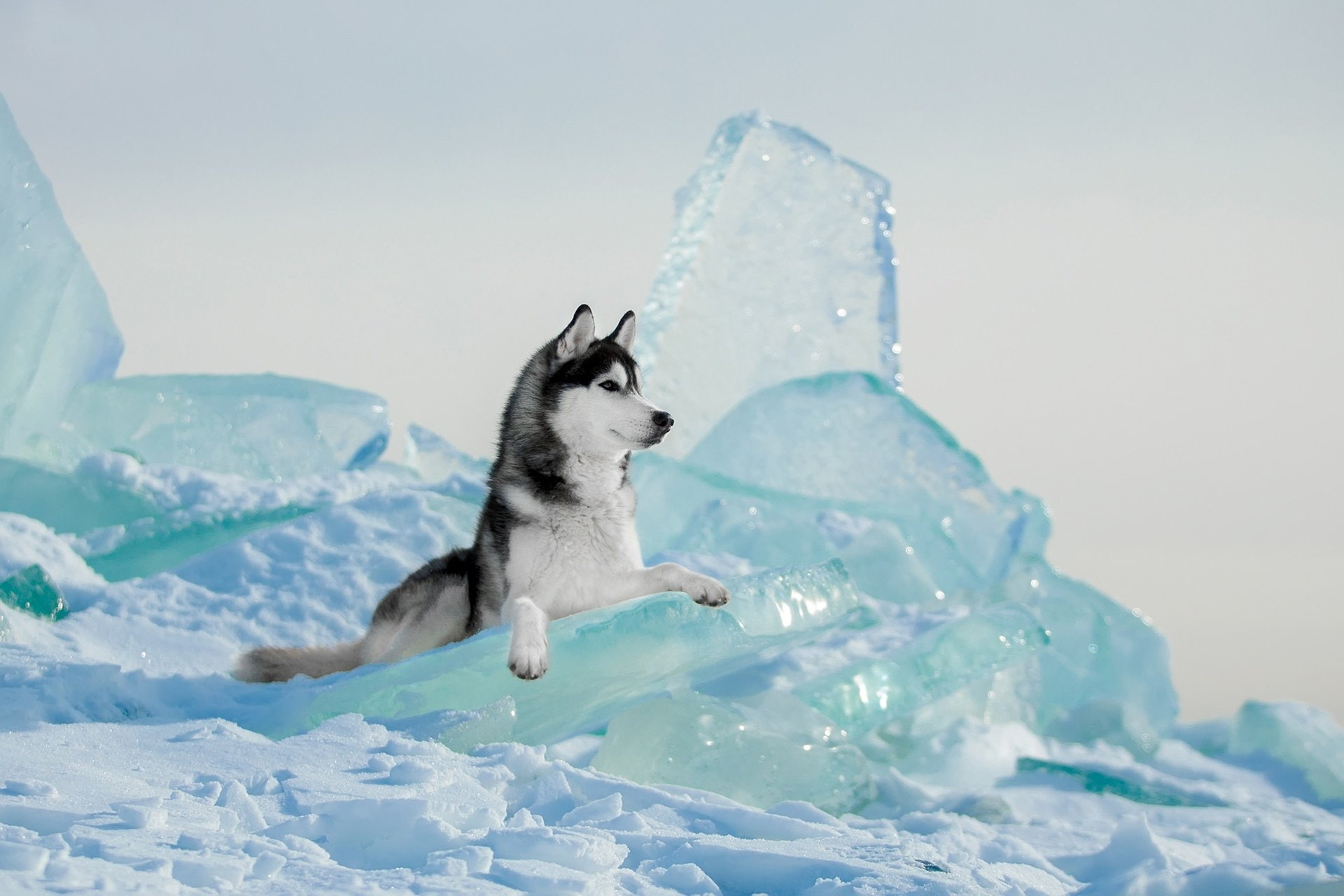 Ice, Siberian Husky, Dog, Pet, Dogs, 1080P, HD Wallpaper