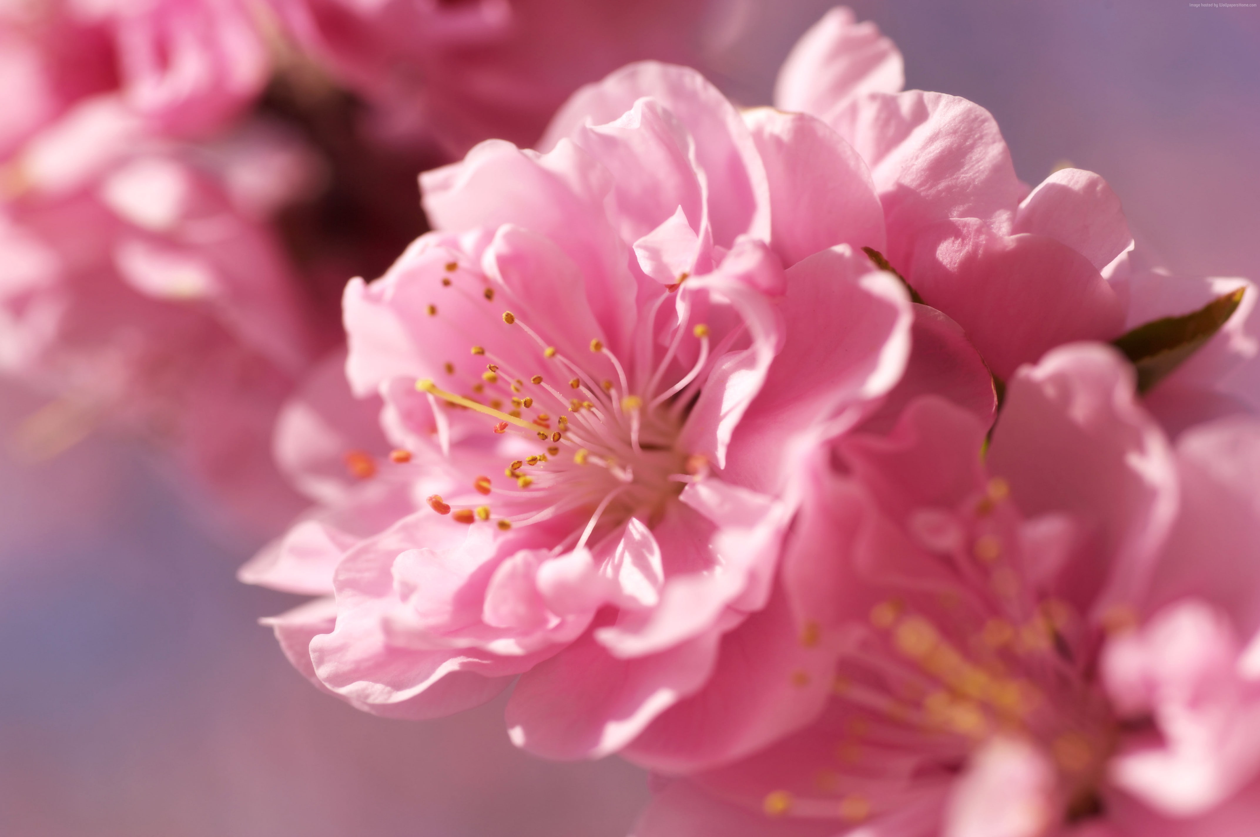 spring, 4K, 4k, sakura, flower, pink, HD Wallpaper