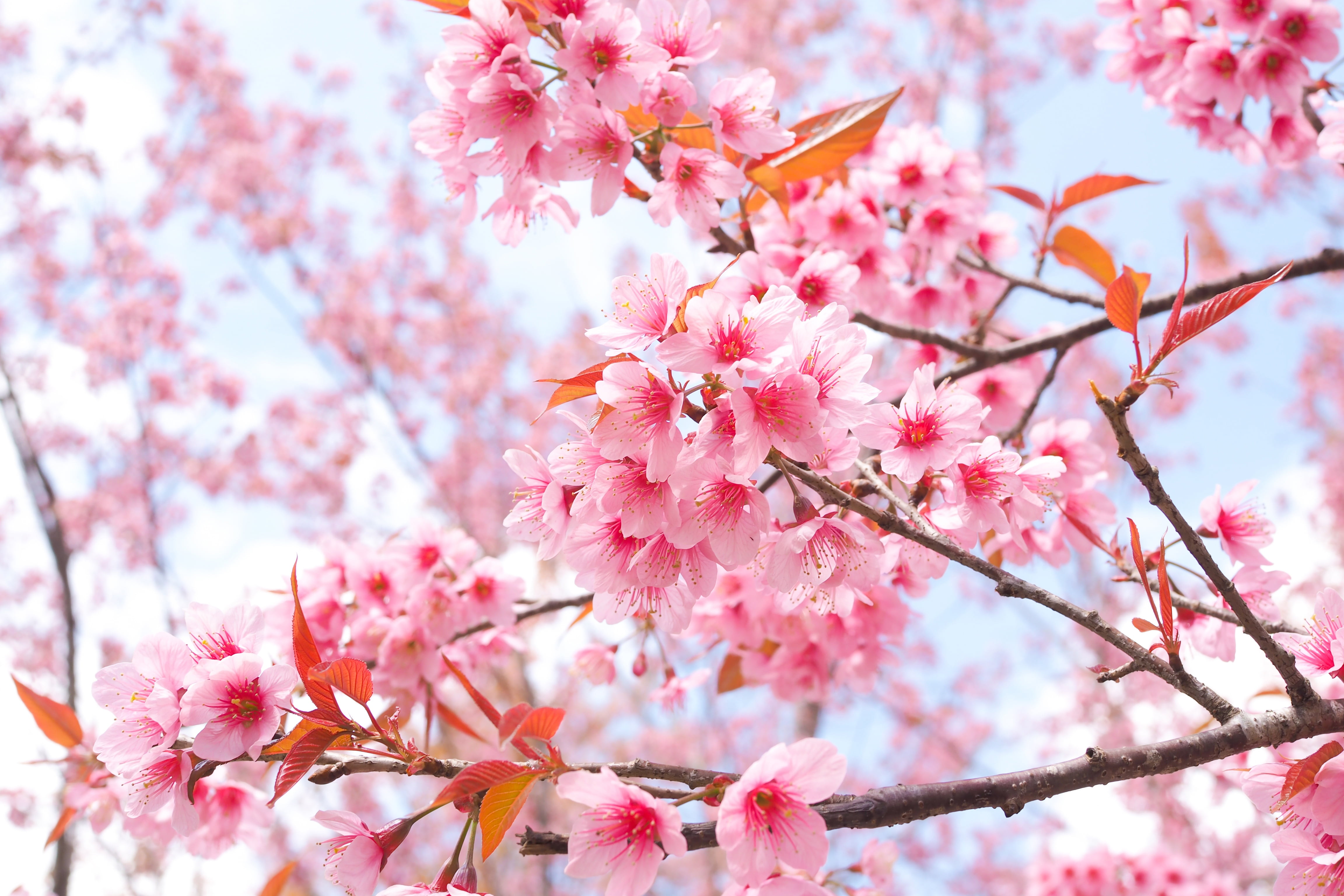 spring, flowering, bloom, pink, blossom, Sakura, branches, 4K, cherry, HD Wallpaper