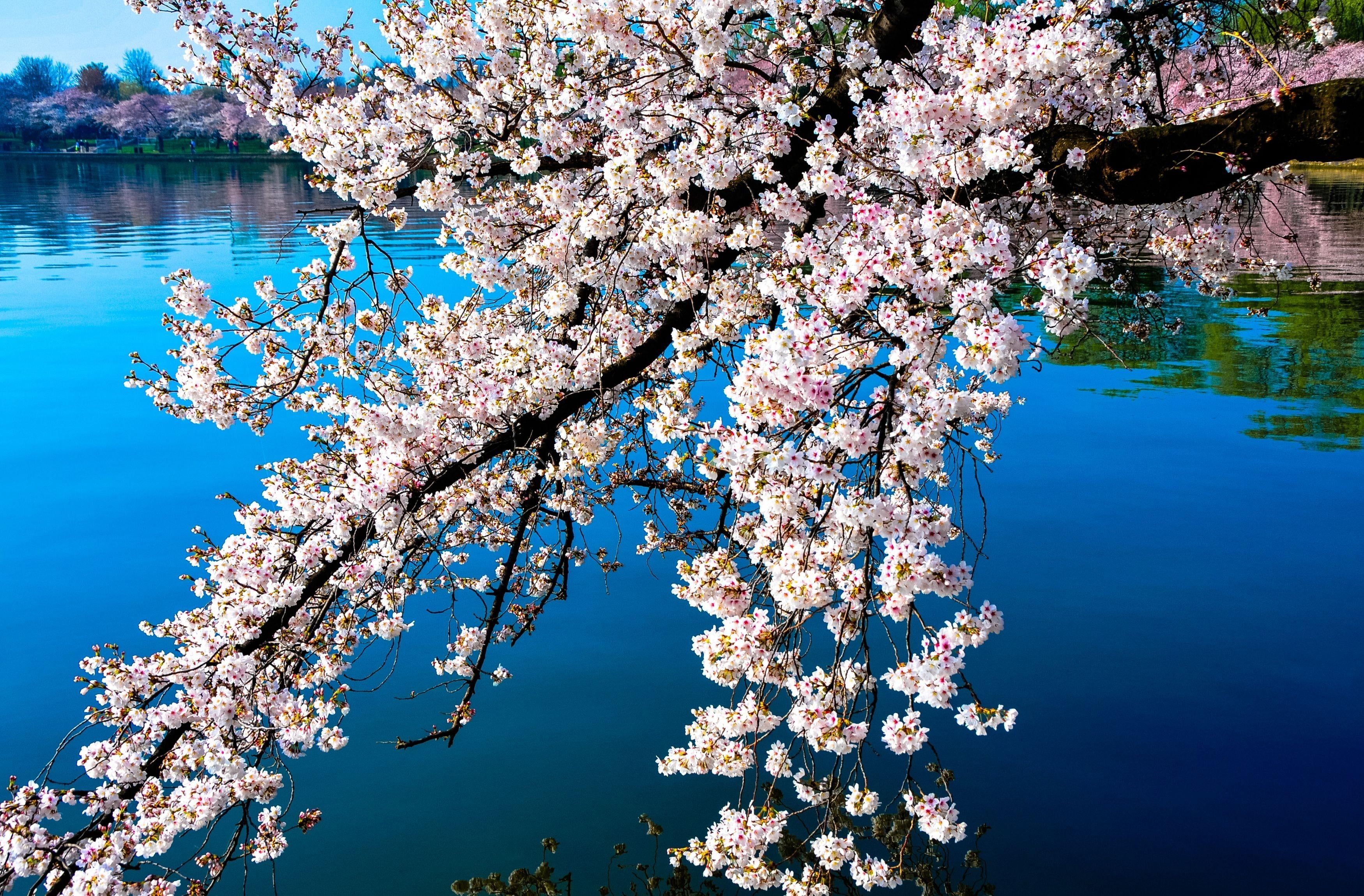 backgrounds, cherry, petal, flowering plant, sky, cherry Tree, reflection, no People, outdoors, growth, flower Head, leaf, fragility, branches, day, 2K, HD Wallpaper