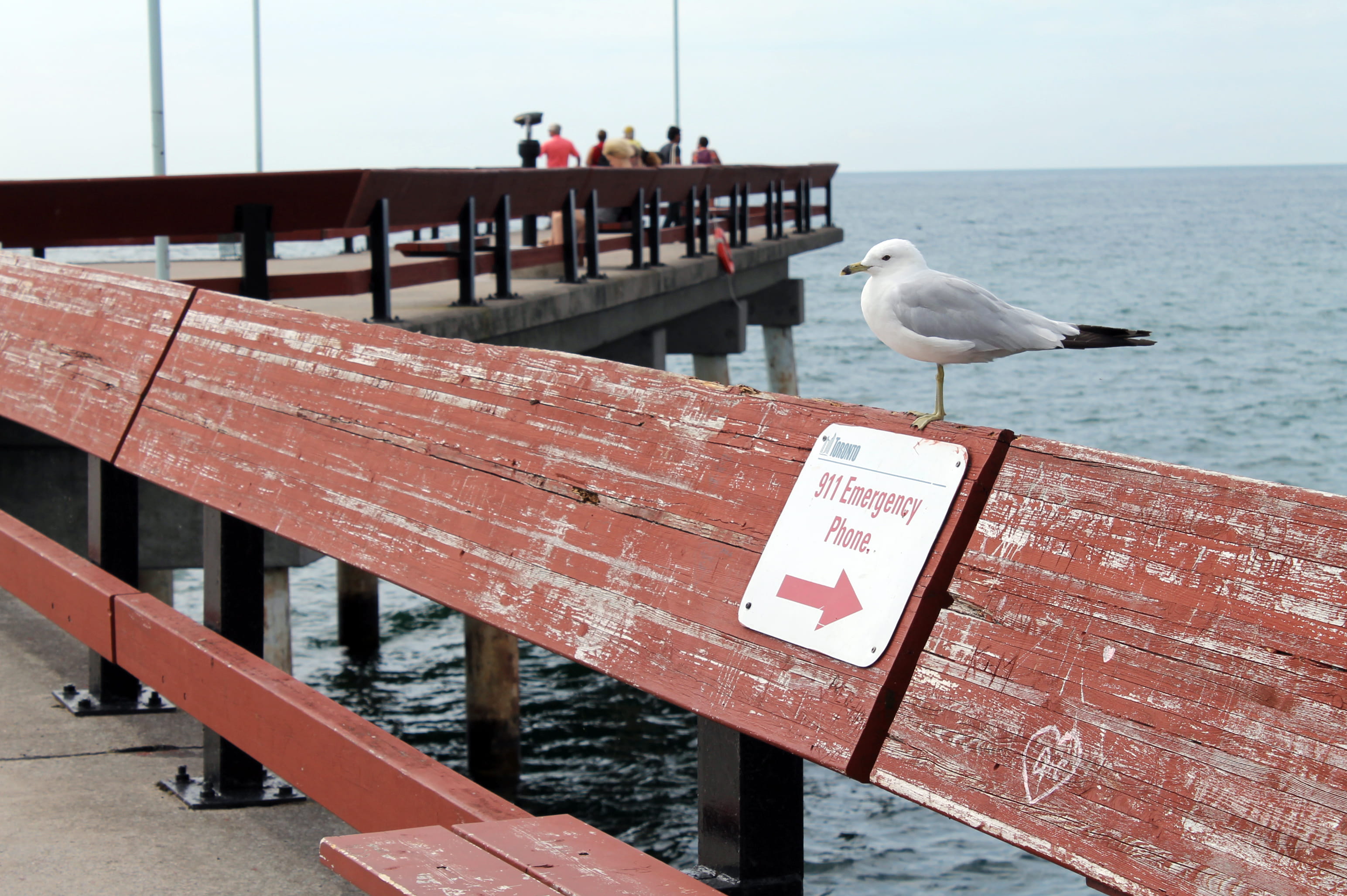 toronto, wild, vertebrate, toronto islands, funny, incidental people, railing, animal, sea bird, animals in the wild, animal themes, water, focus on foreground, HD Wallpaper