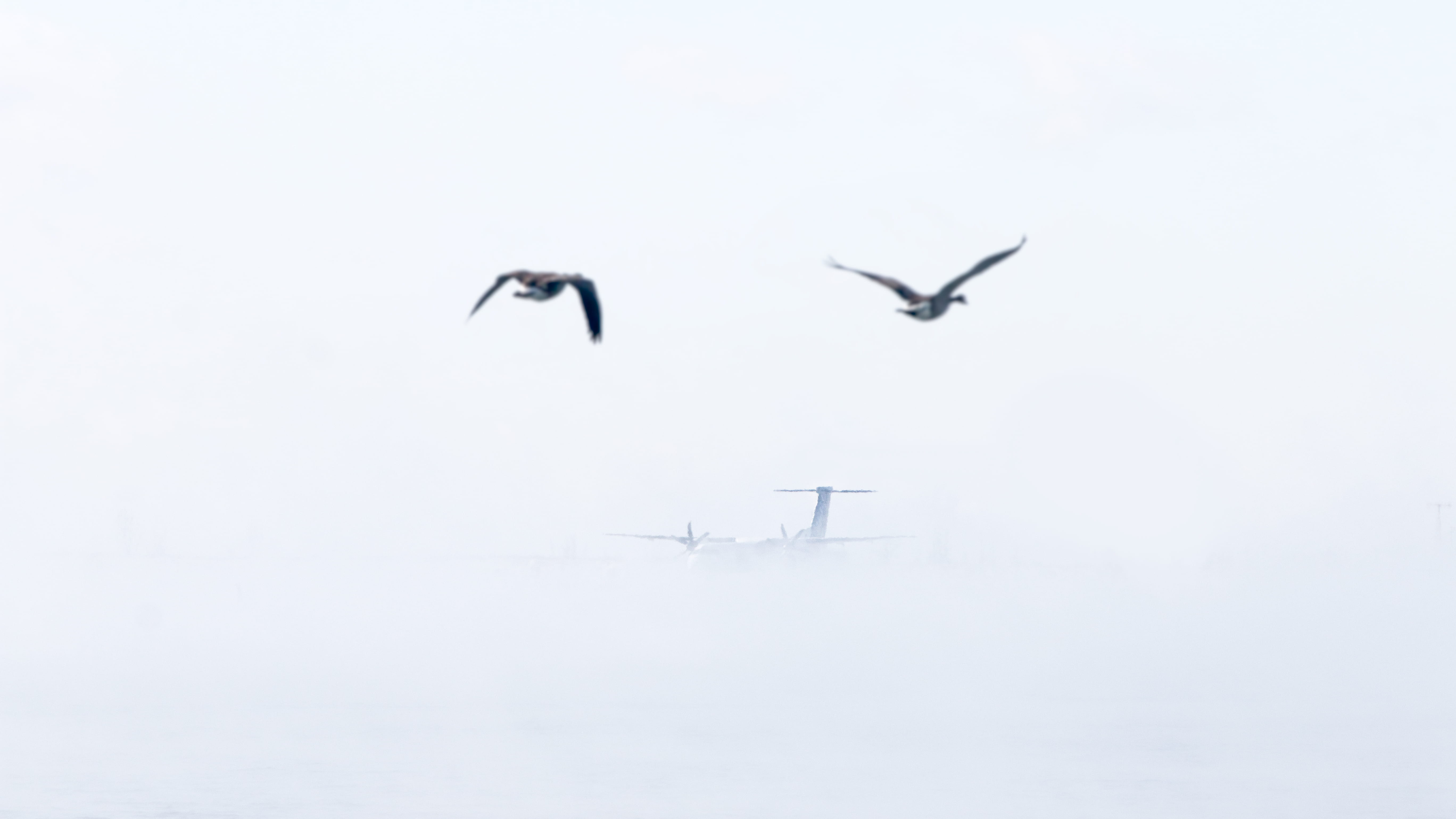 5K, toronto, canadagoose, toronto islands, animals in the wild, nature, mid-air, white color, no people, group of animals, geese, vacation, commute, commuting, HD Wallpaper