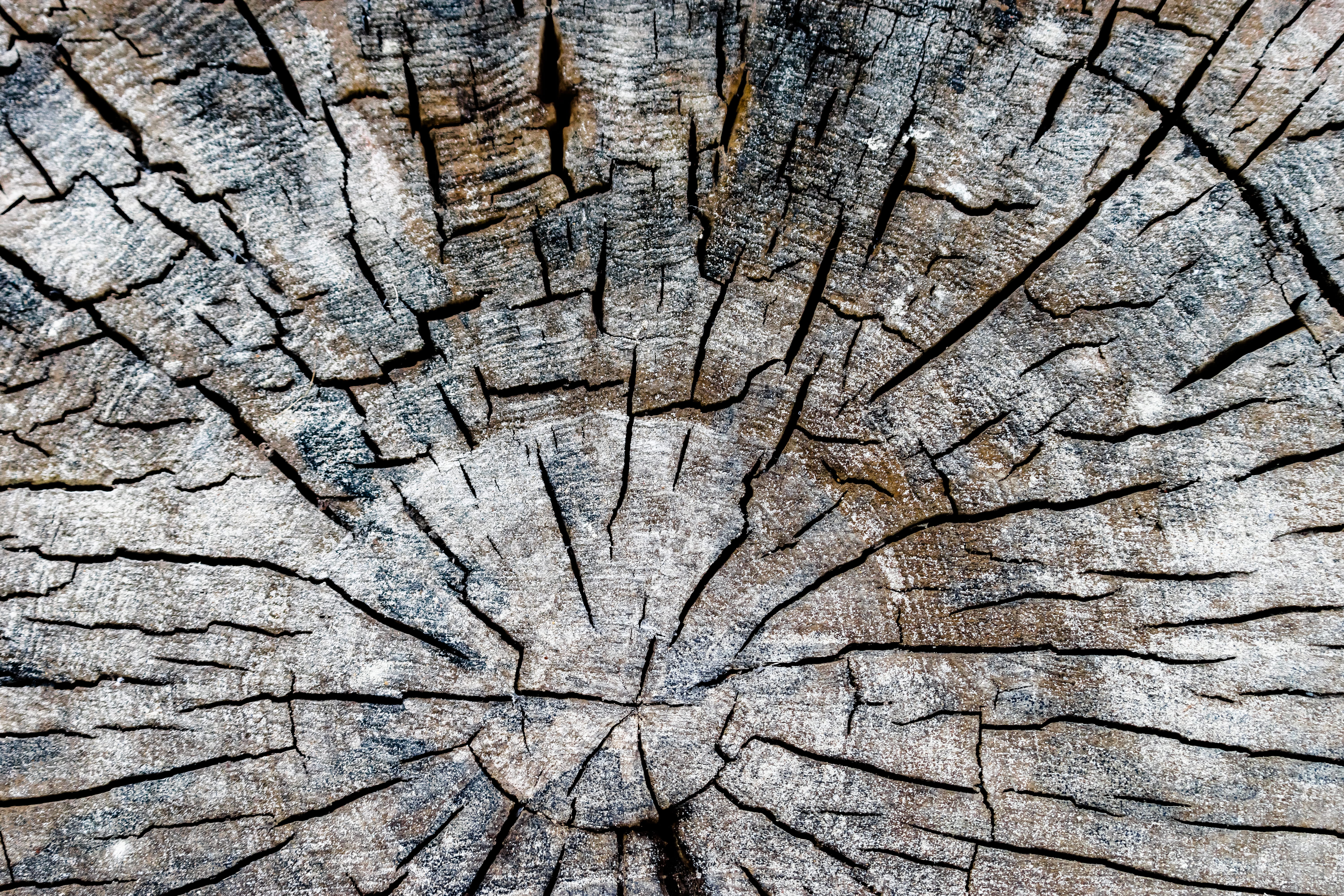 rings, log, tree stump, lumber, full frame, day, trunk, nature, backgrounds, plant, wood - material, no people, tar, driftwood, toronto, cracked, natural, HD Wallpaper