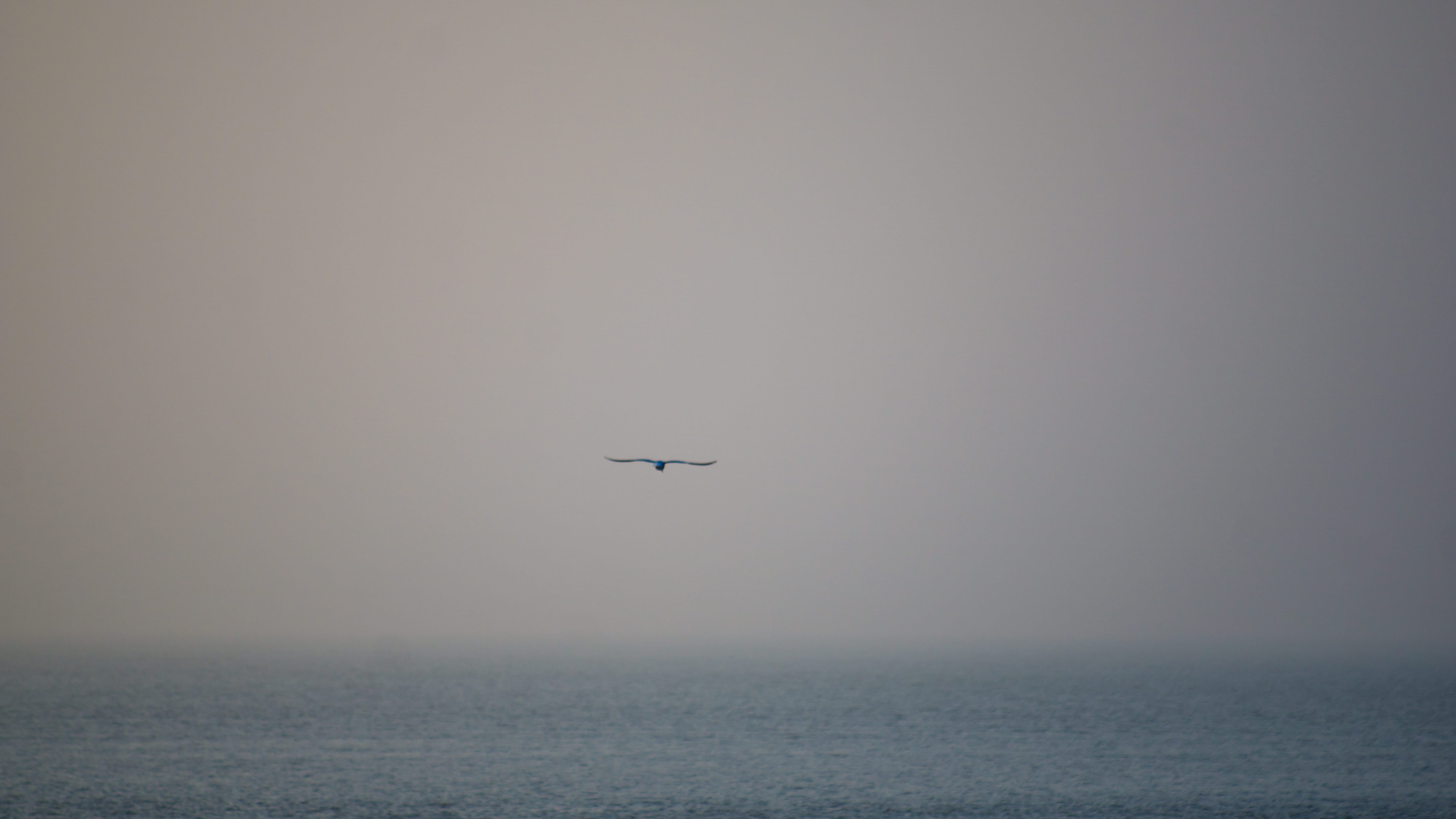 nordsee, emden, animal themes, scenics - nature, germany, seagull, ostfriesland, sea, animal, flying, nature, one animal, no people, tranquility, beauty in nature, HD Wallpaper