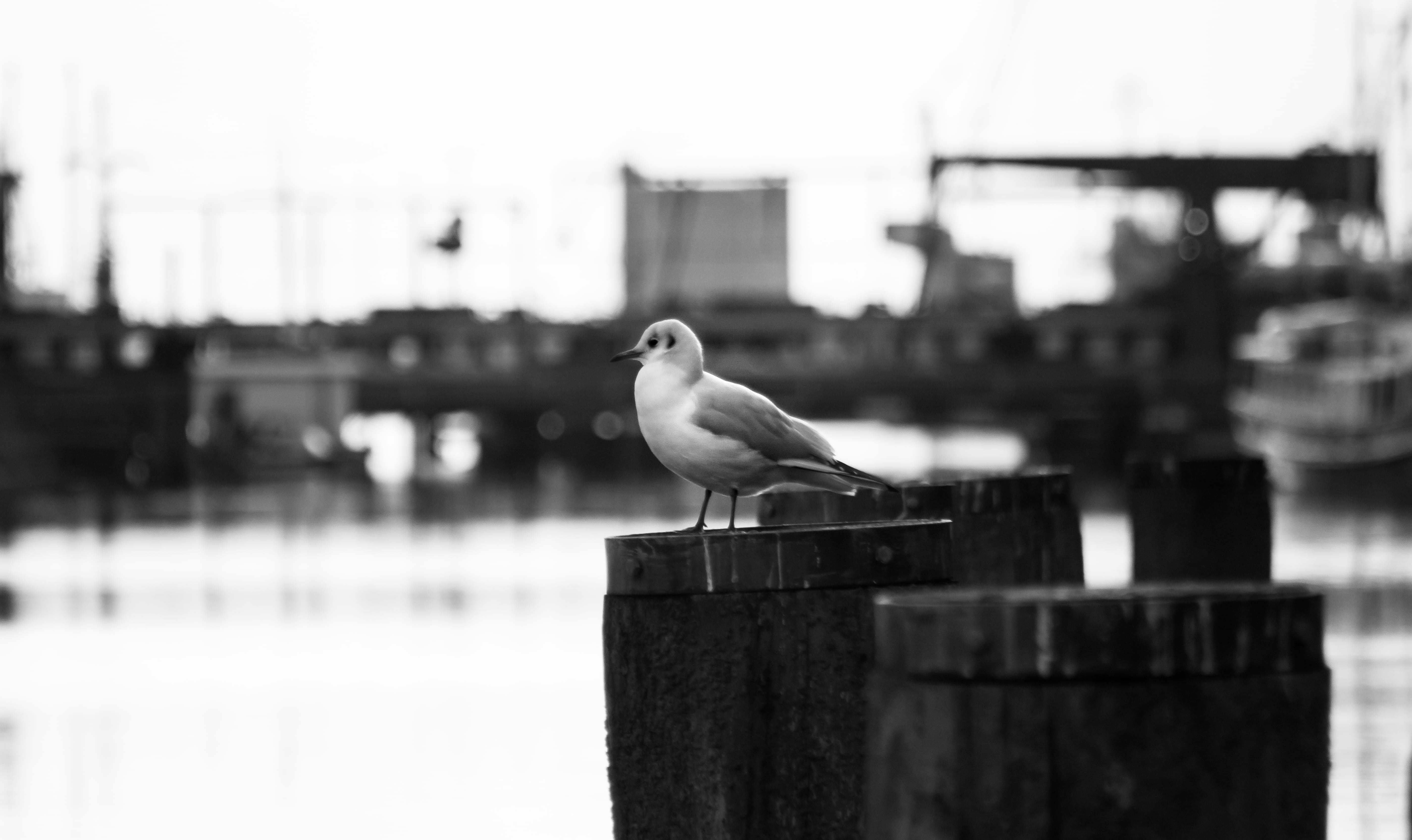 profile view, ocean, focus on foreground, architecture, germany, wooden post, harbour, built structure, animals in the wild, northsea, 5K, nature, kräne, HD Wallpaper