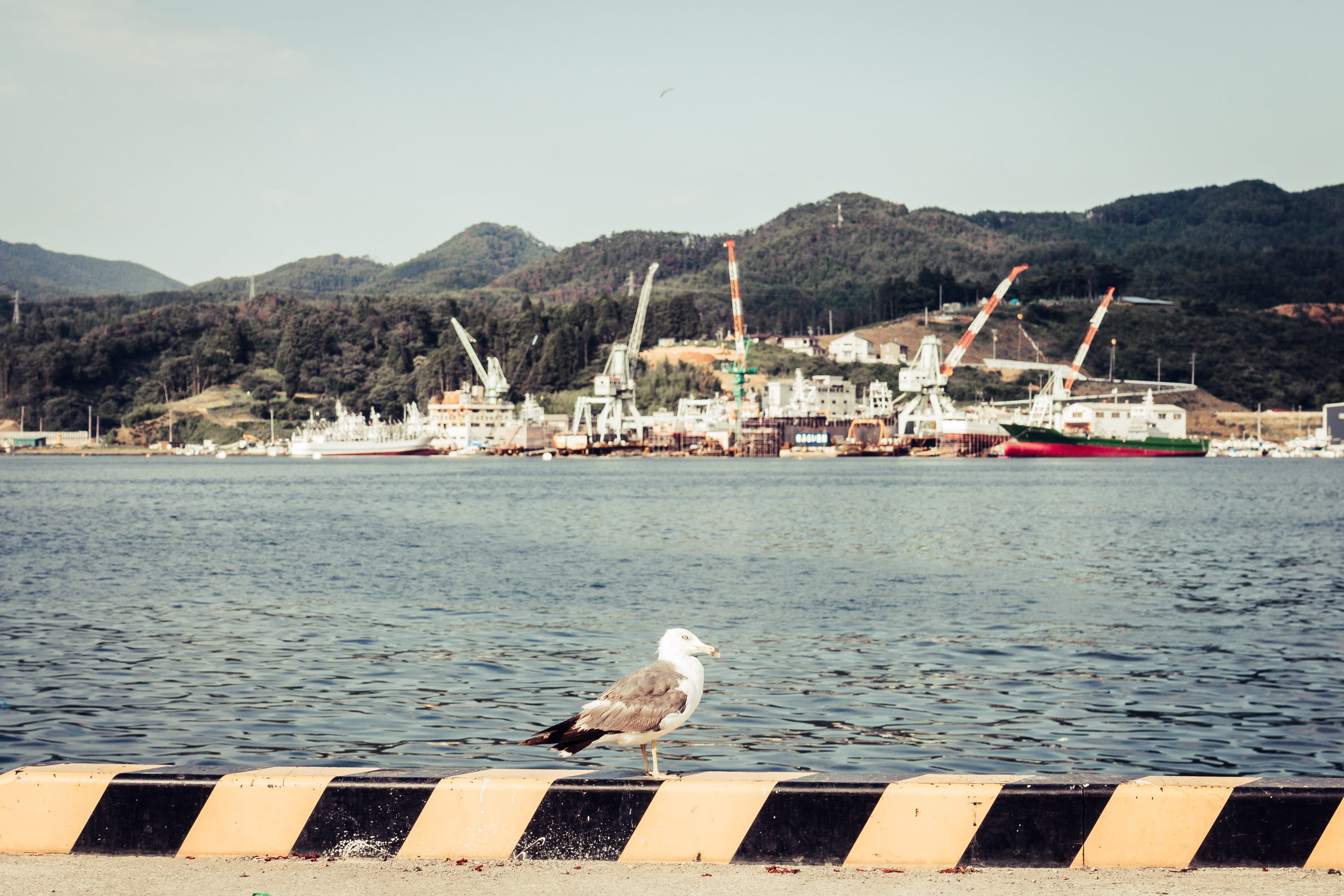 seagull, nautical vessel, animal themes, 2K, mountain, ships, sky, nature, ocean, kesennuma port ferry terminal, animal wildlife, kesennuma, küste, animal, HD Wallpaper