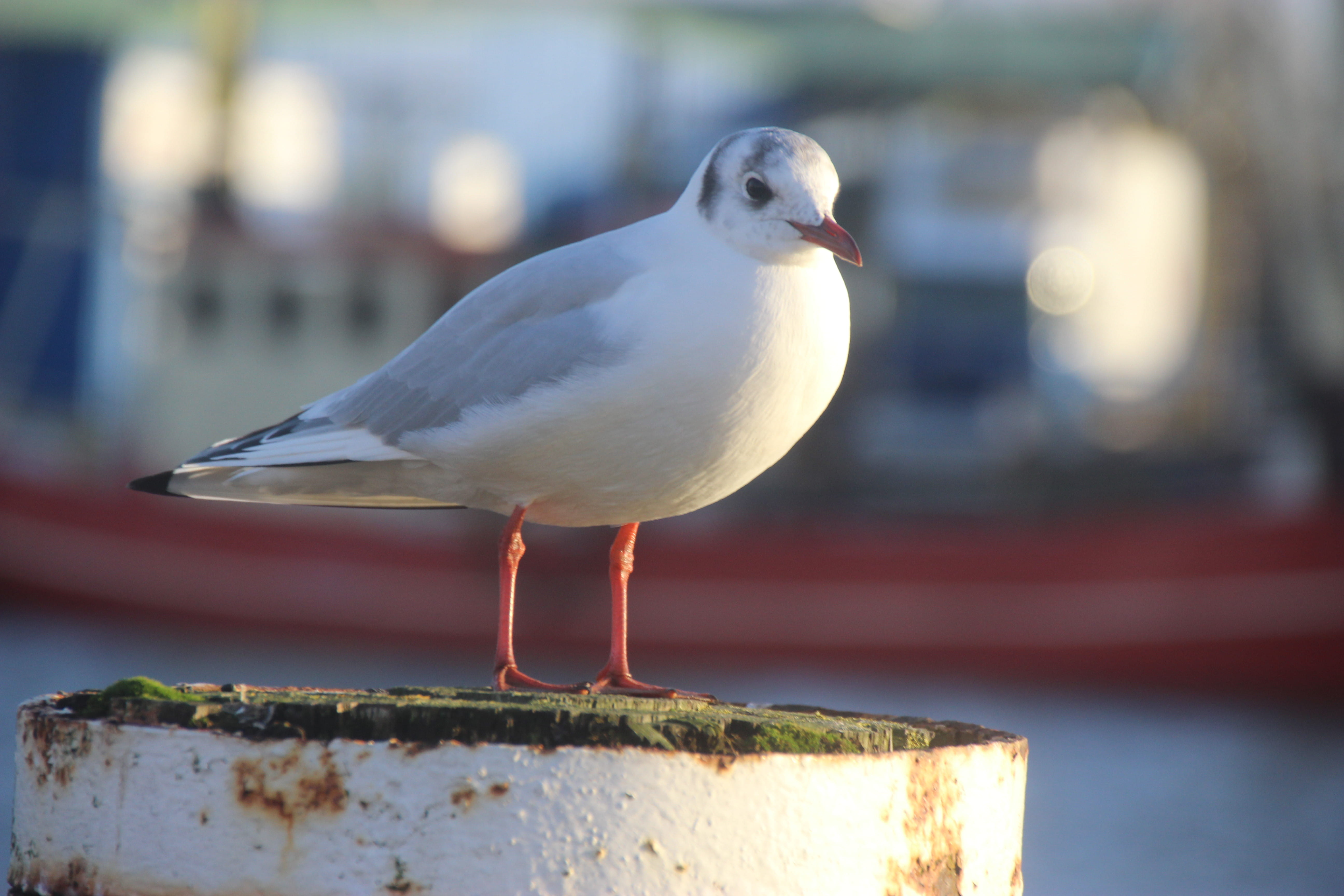 sunlight, animals in the wild, seagull, gull, husum, bird, day, wood - material, animal wildlife, close-up, animal themes, germany, 5K, outdoors, white color, HD Wallpaper