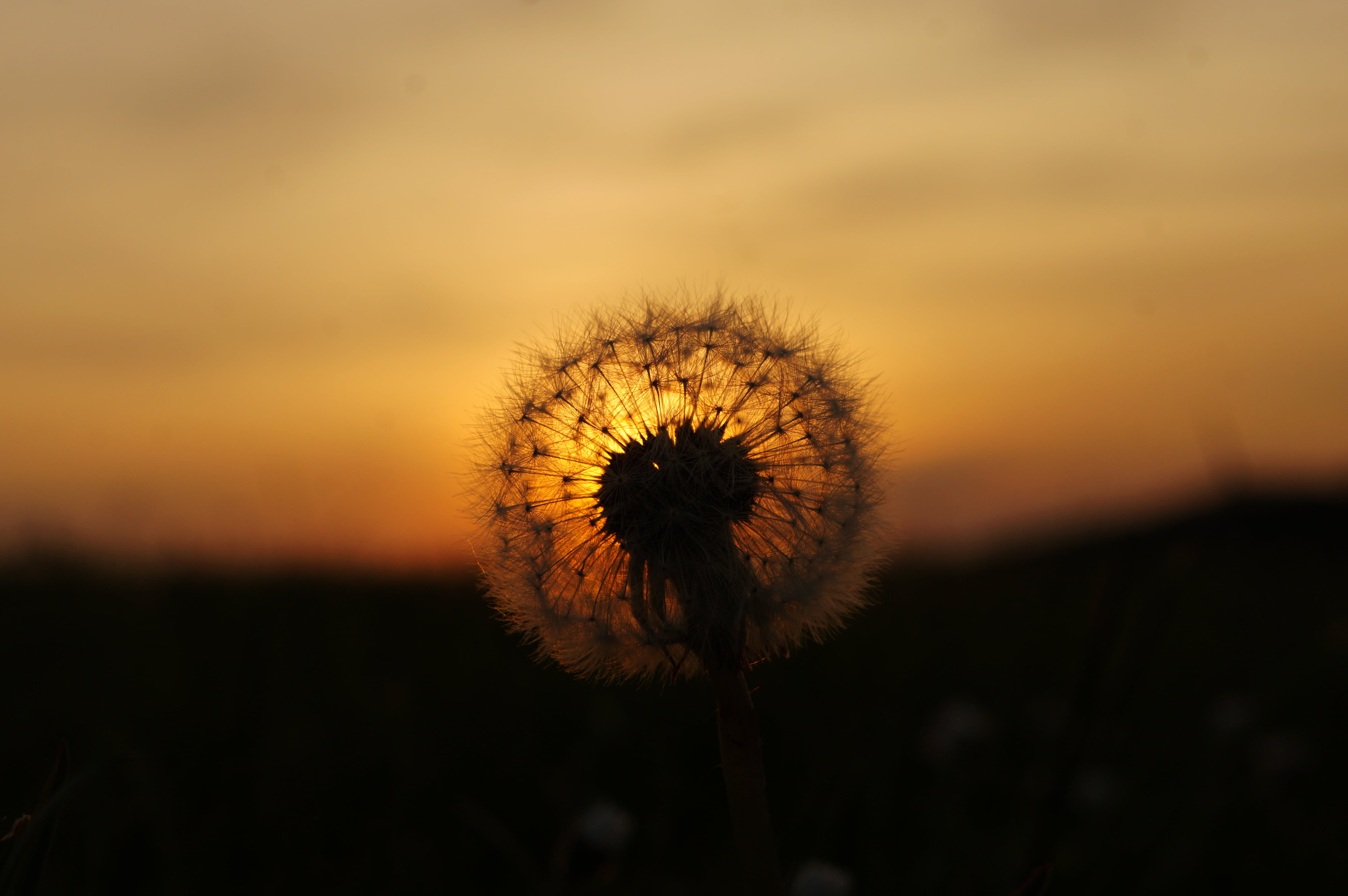 Nacht, hour, plant, Dandelion, Sunset, 4K, seed, golden hour, nature, Beautiful, outdoors, golden, Germany, Night, summer, Bokeh, Light, Flower, Happiness, HD Wallpaper