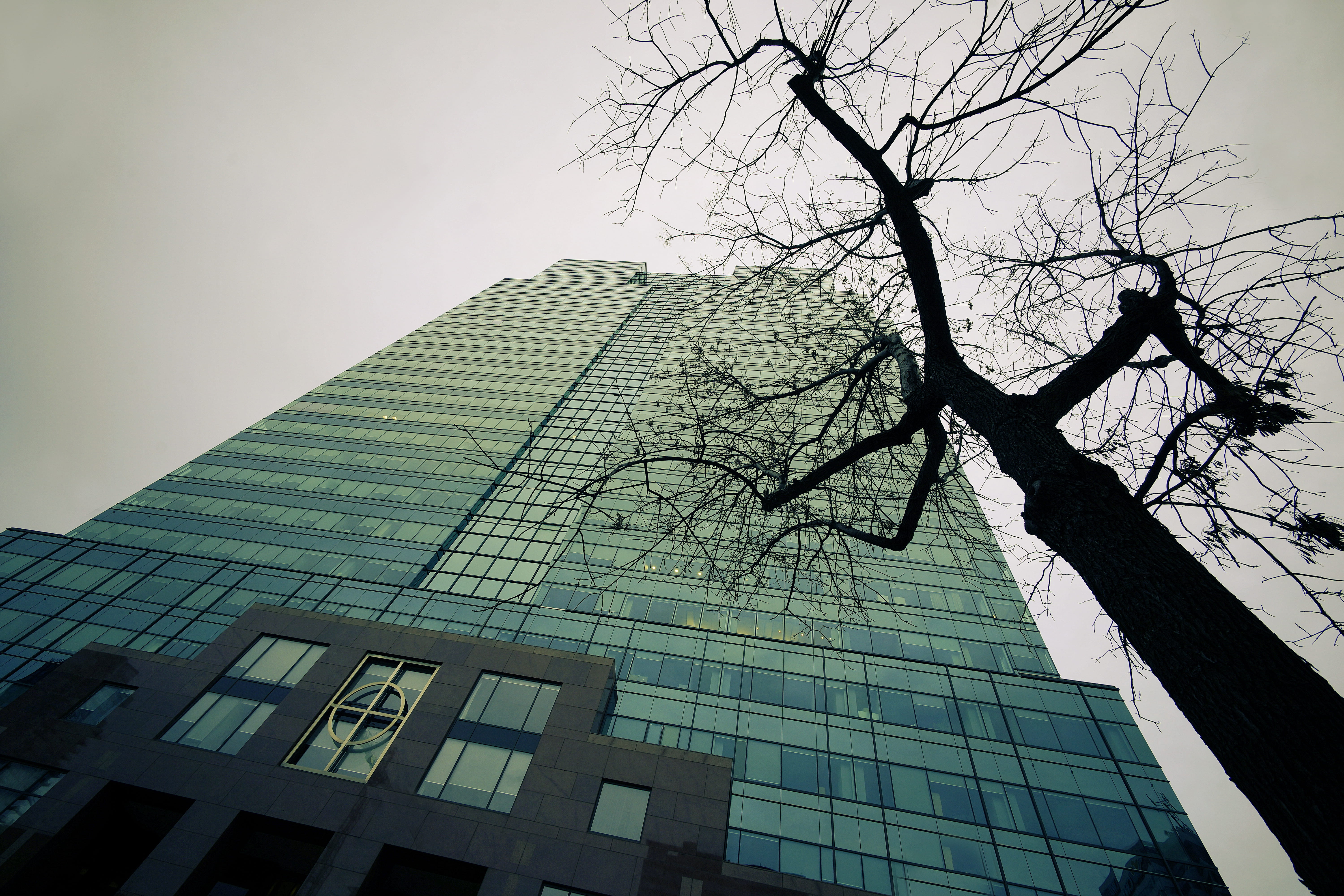 plant, windows, building, tall - high, green, dowtown, branch, nature, manulife, city, office building exterior, sky, street, financial district, up, day, HD Wallpaper