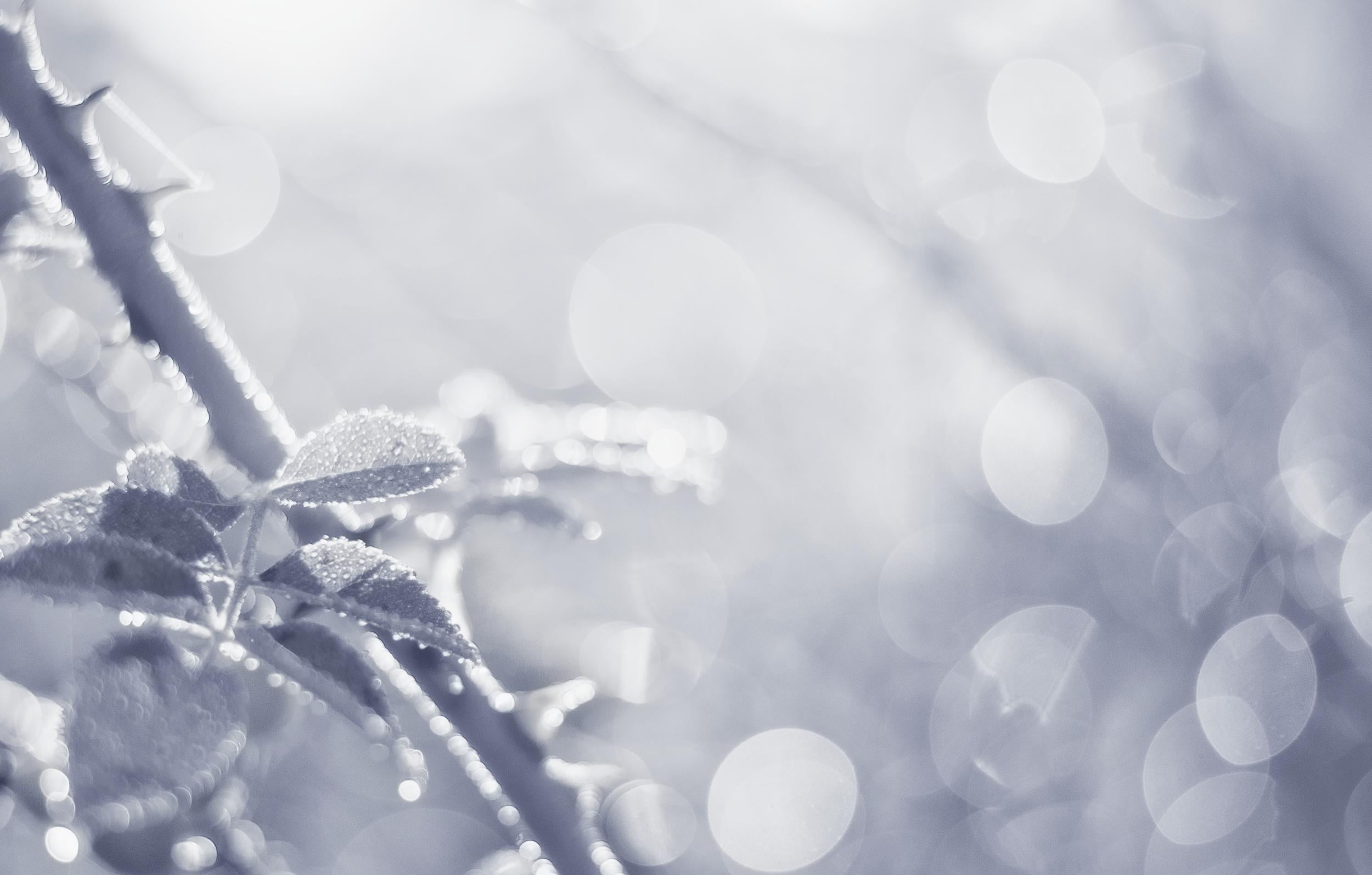 macro photography, atmosphere, mood, 1080P, lumière, W  N, ovate, NIKON  D750, photography, black and white, close up, light, ambiance, nature, white, HD Wallpaper