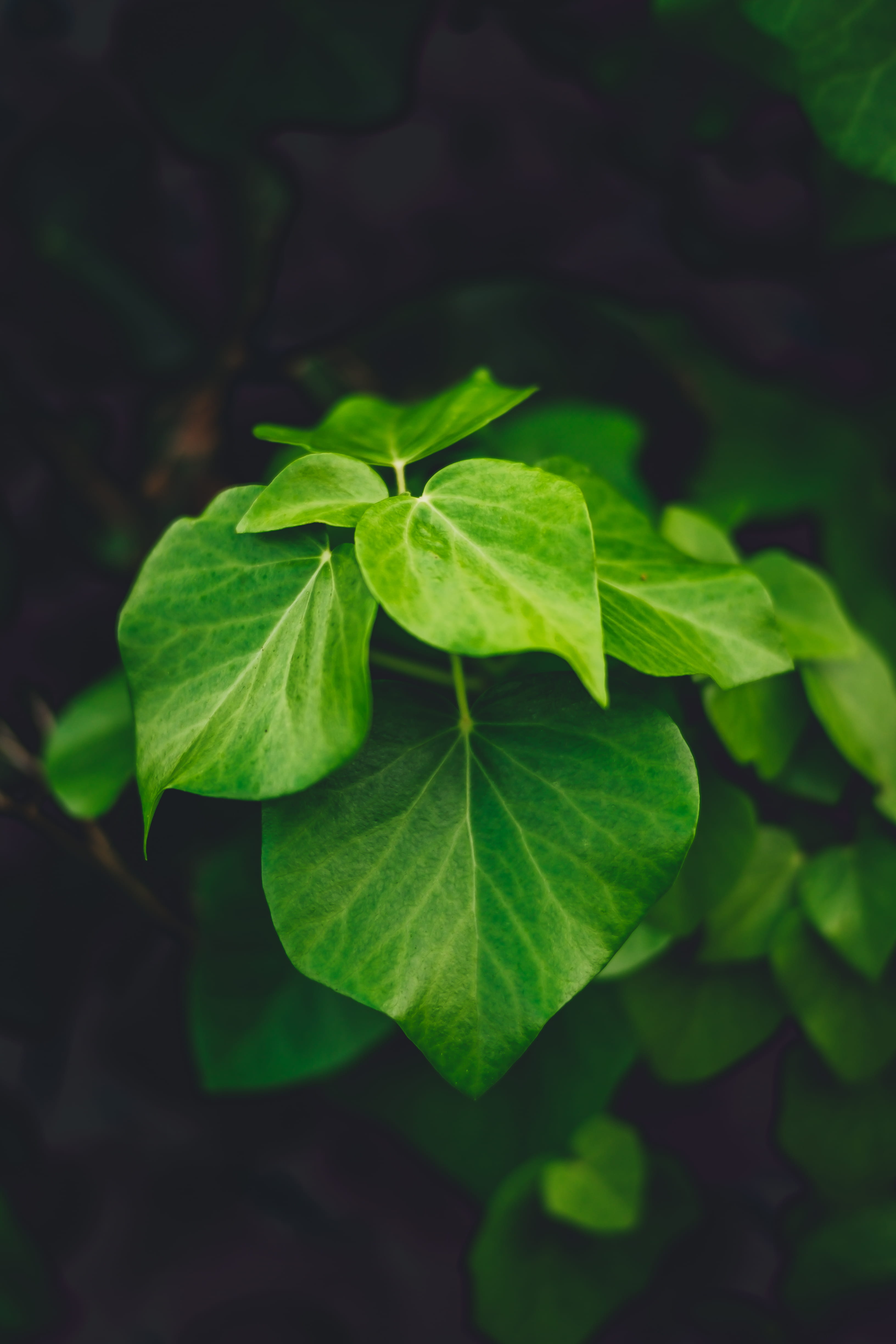 plant part, field, são miguel, focus on foreground, leaf vein, close-up, leaves, 4K, nature, freshness, clover, flores, leaf, land, heart, açores, natureza, Phone HD Wallpaper