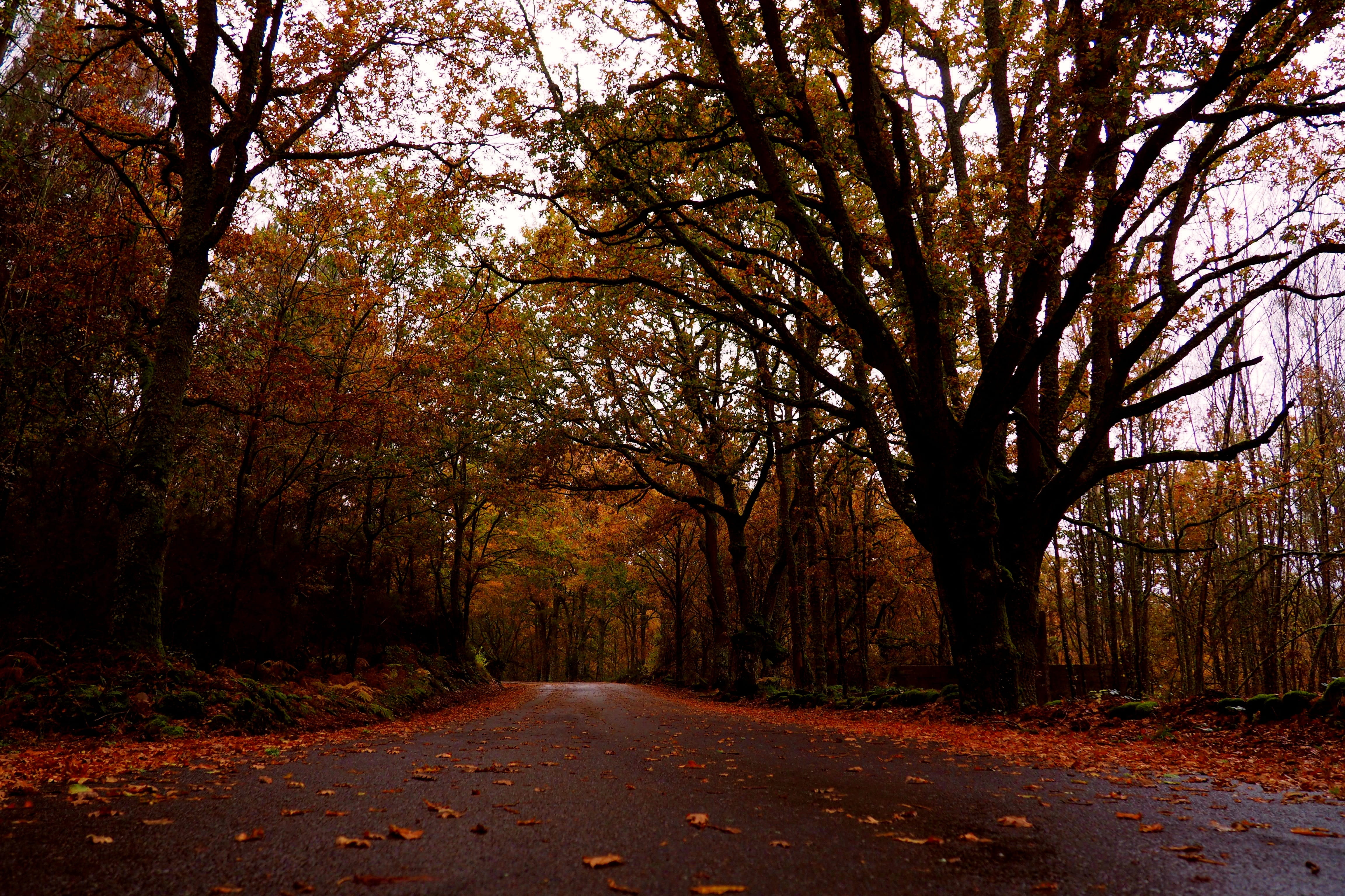 scenics - nature, color, tree, the way forward, no people, autumn, change, landscape, via, footpath, ourense, day, beauty in nature, remains, direction, HD Wallpaper