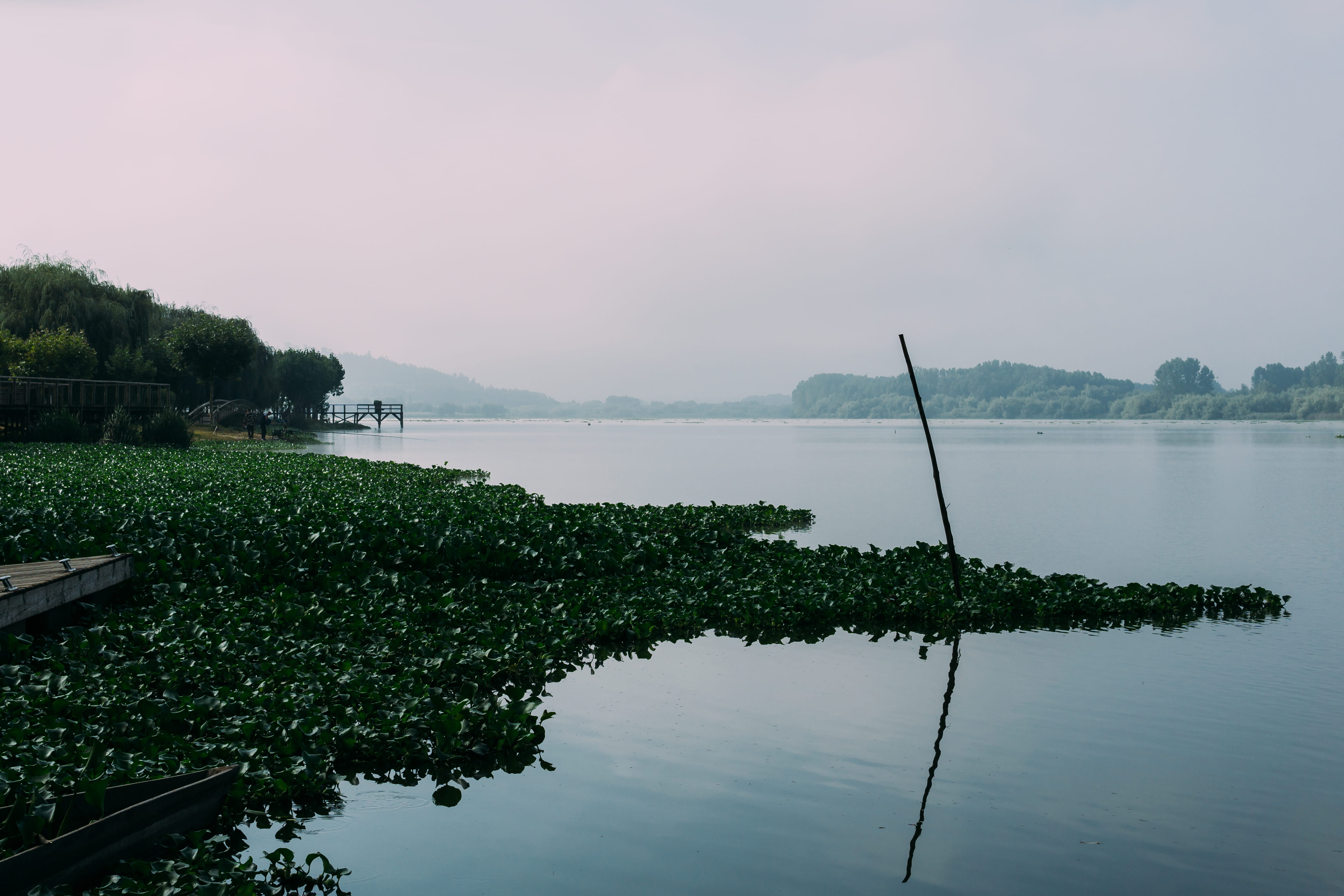 sky, growth, tree, forest, no people, green color, idyllic, reflection, tranquility, waterfront, pateira, morning, portugal, water, non-urban scene, nature, HD Wallpaper