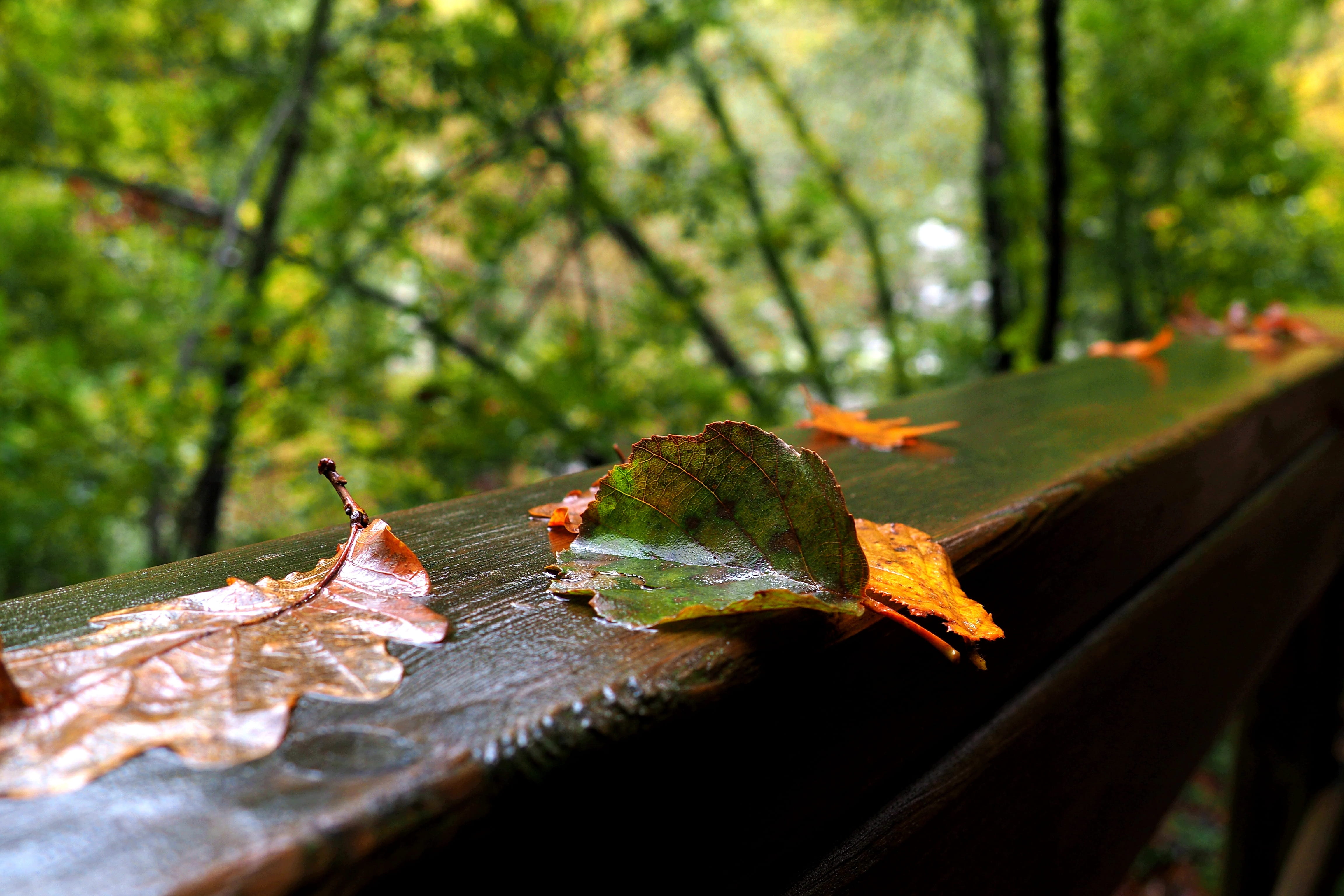 trail, nature, land, gateway, growth, dry, mao, woodland, galicia, day, close-up, outdoors, forest, plant part, plant, focus on foreground, beauty in nature, HD Wallpaper