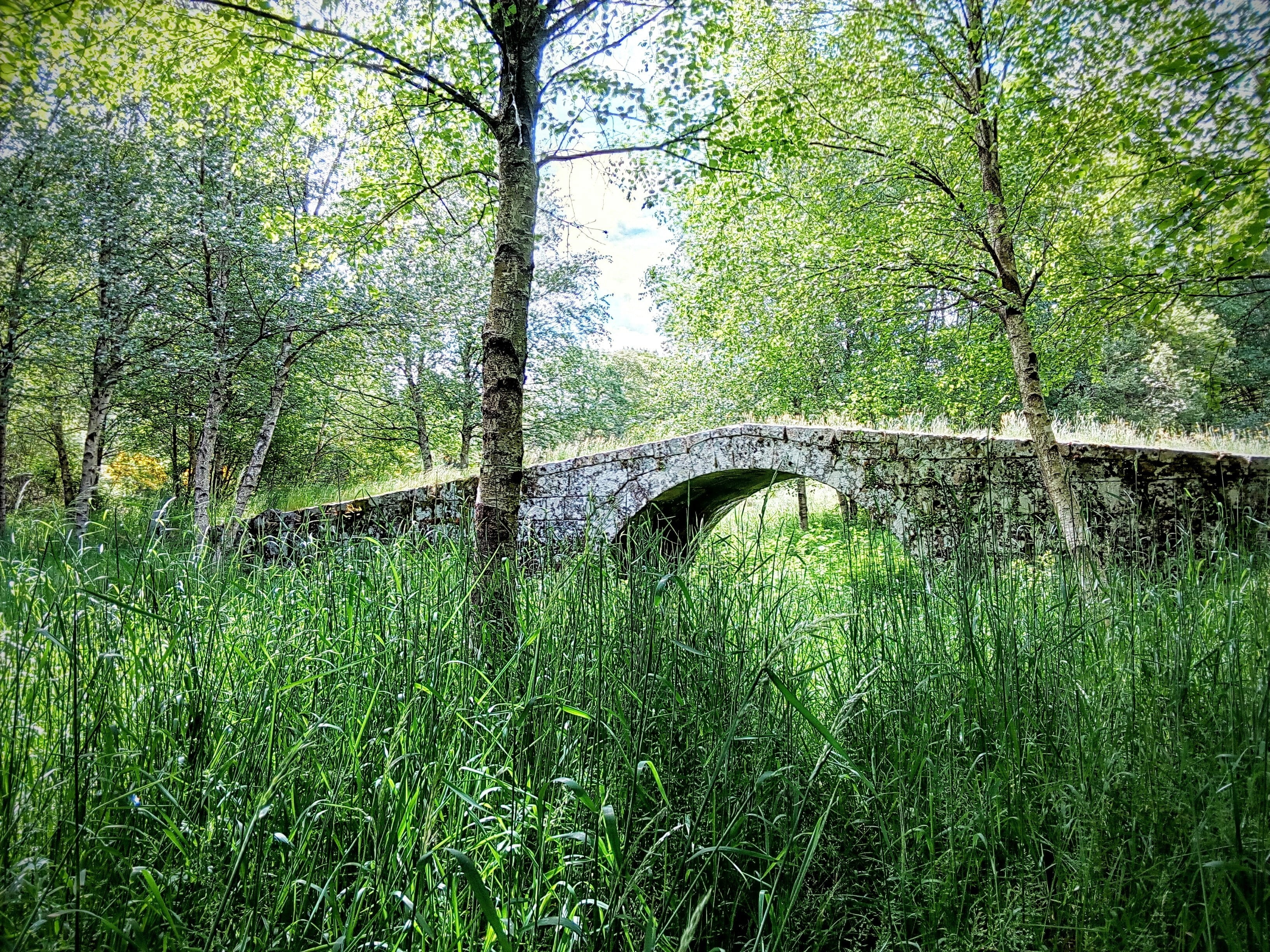 built structure, herbs, bridge - man made structure, galicia, bridge, land, connection, growth, beauty in nature, grass, tree trunk, ribeira sacra, plant, HD Wallpaper