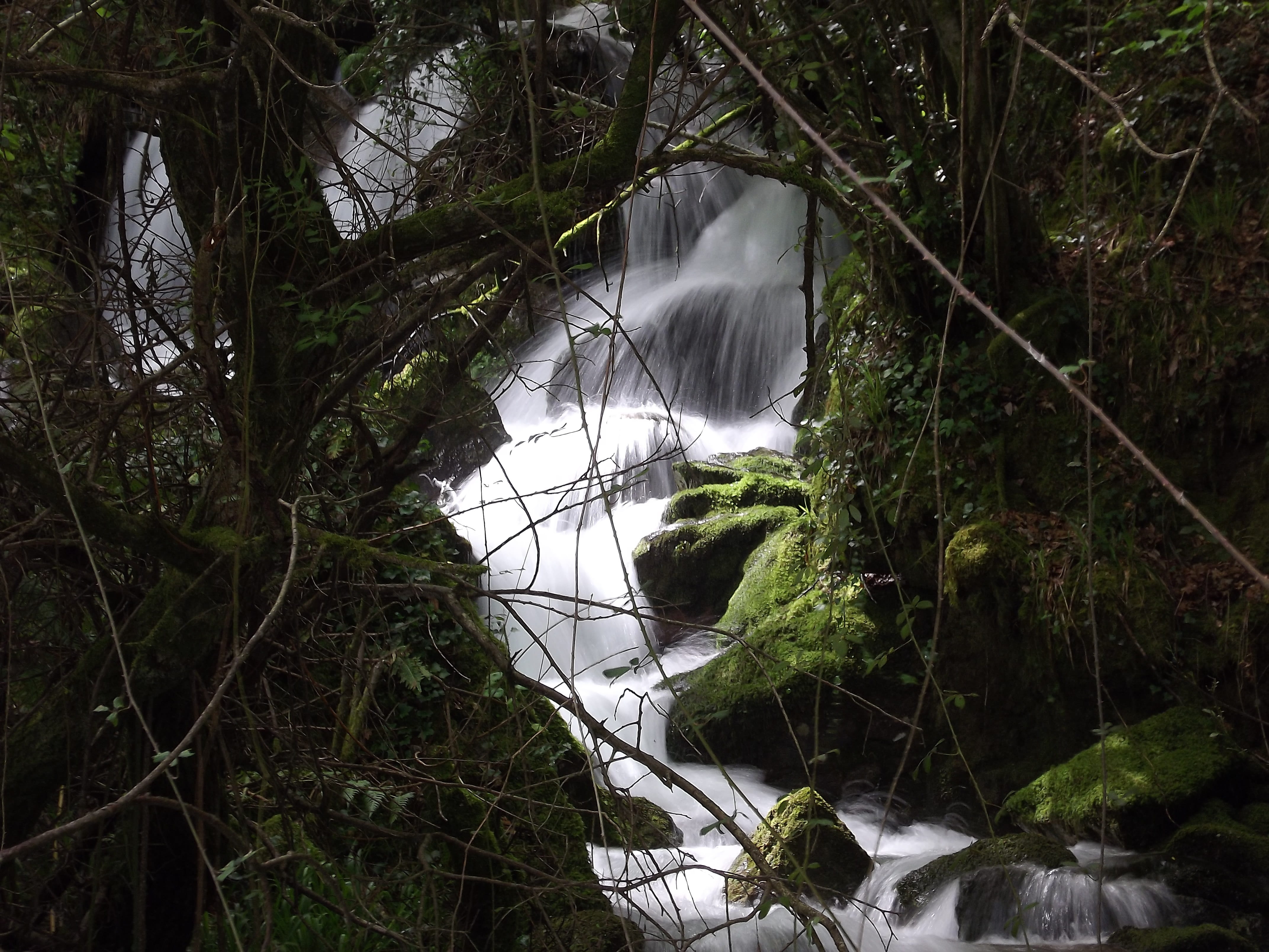 tree, beauty in nature, outdoors, growth, flowing water, rock - object, day, scenics - nature, forest, green color, rio, Ribeira, rock, no people, tranquility, HD Wallpaper