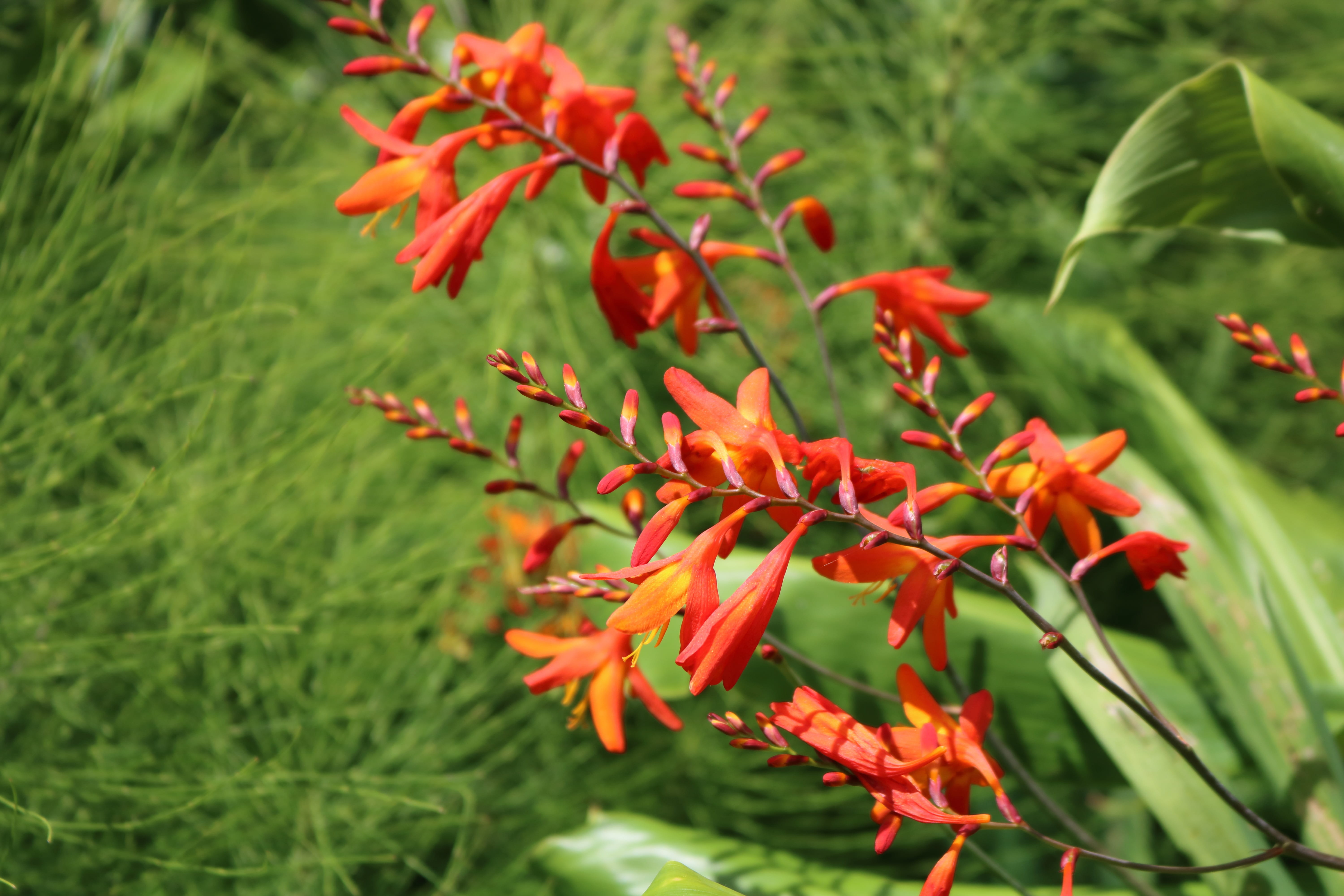 ribeira quente, nature, outdoors, flowering plant, plant, macro, azores, vulnerability, freshness, flower head, comanche, day, beauty in nature, growth, HD Wallpaper
