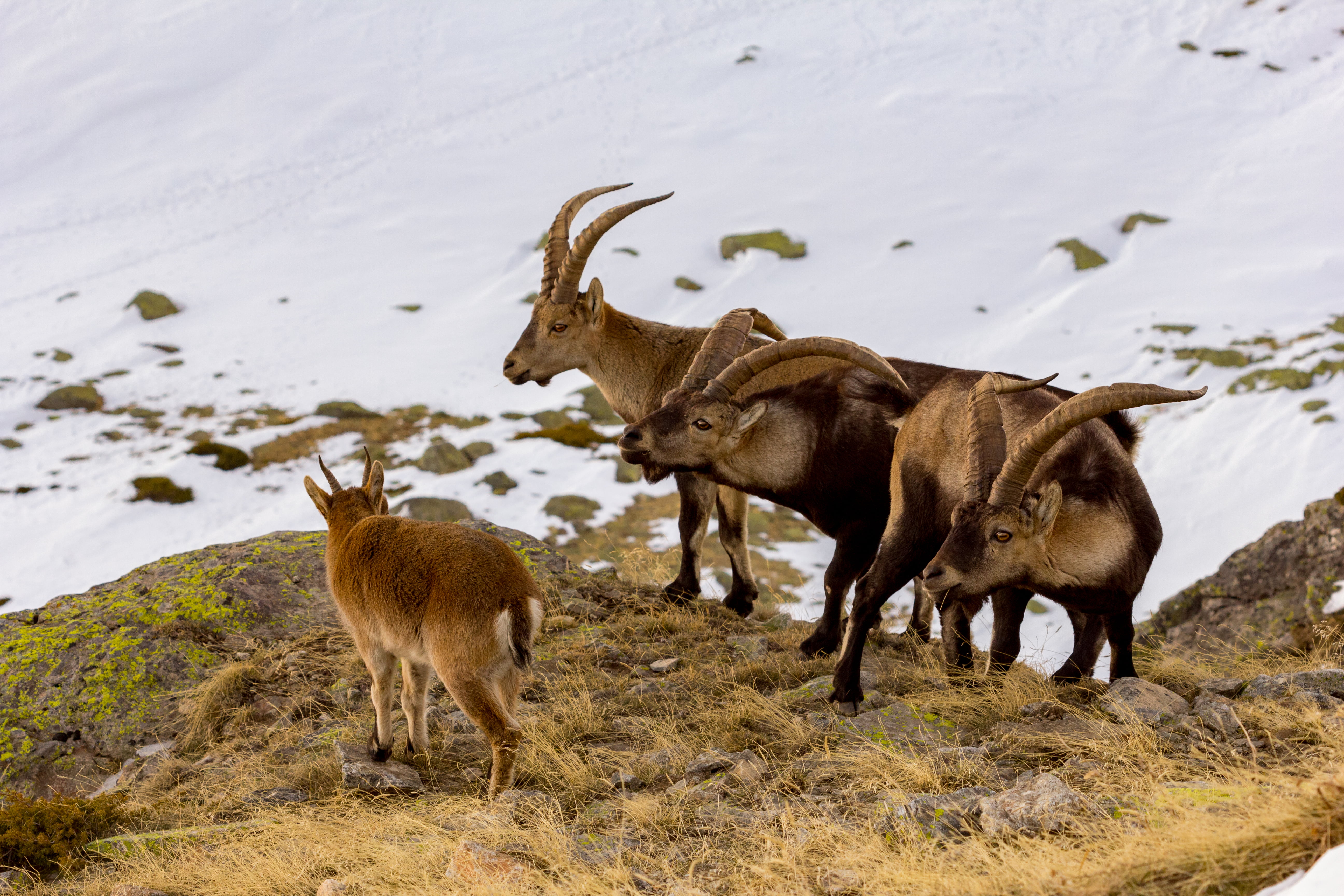 mammal, goat, Spain, animals In The Wild, outdoors, wild, montesa, satanism, black, pyrenaica, mountain, three, Madrid, satan, brown, deer, 5K, central  system, HD Wallpaper