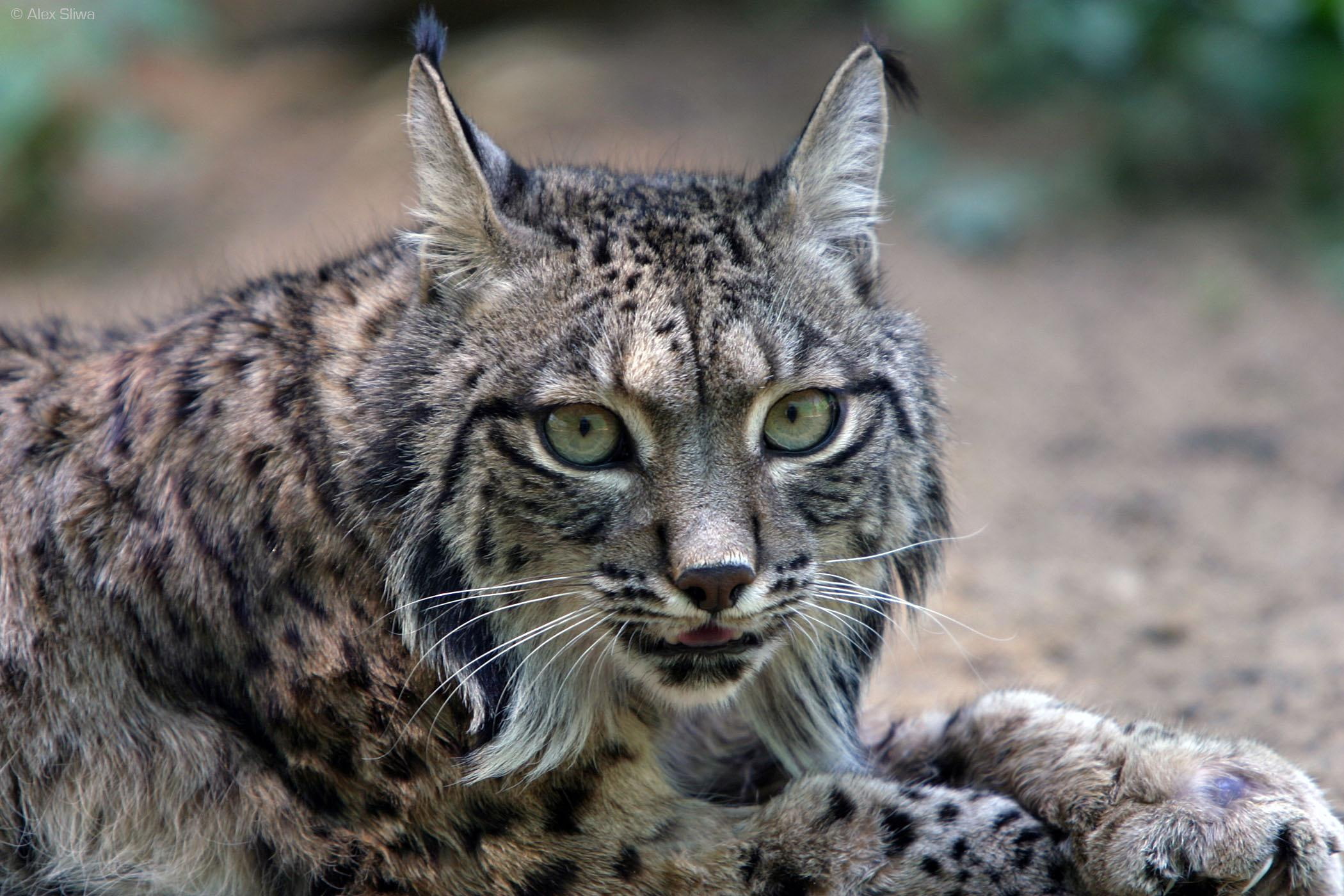 iberian, portugal, spain, iberia, lynx, 1080P, animals, HD Wallpaper