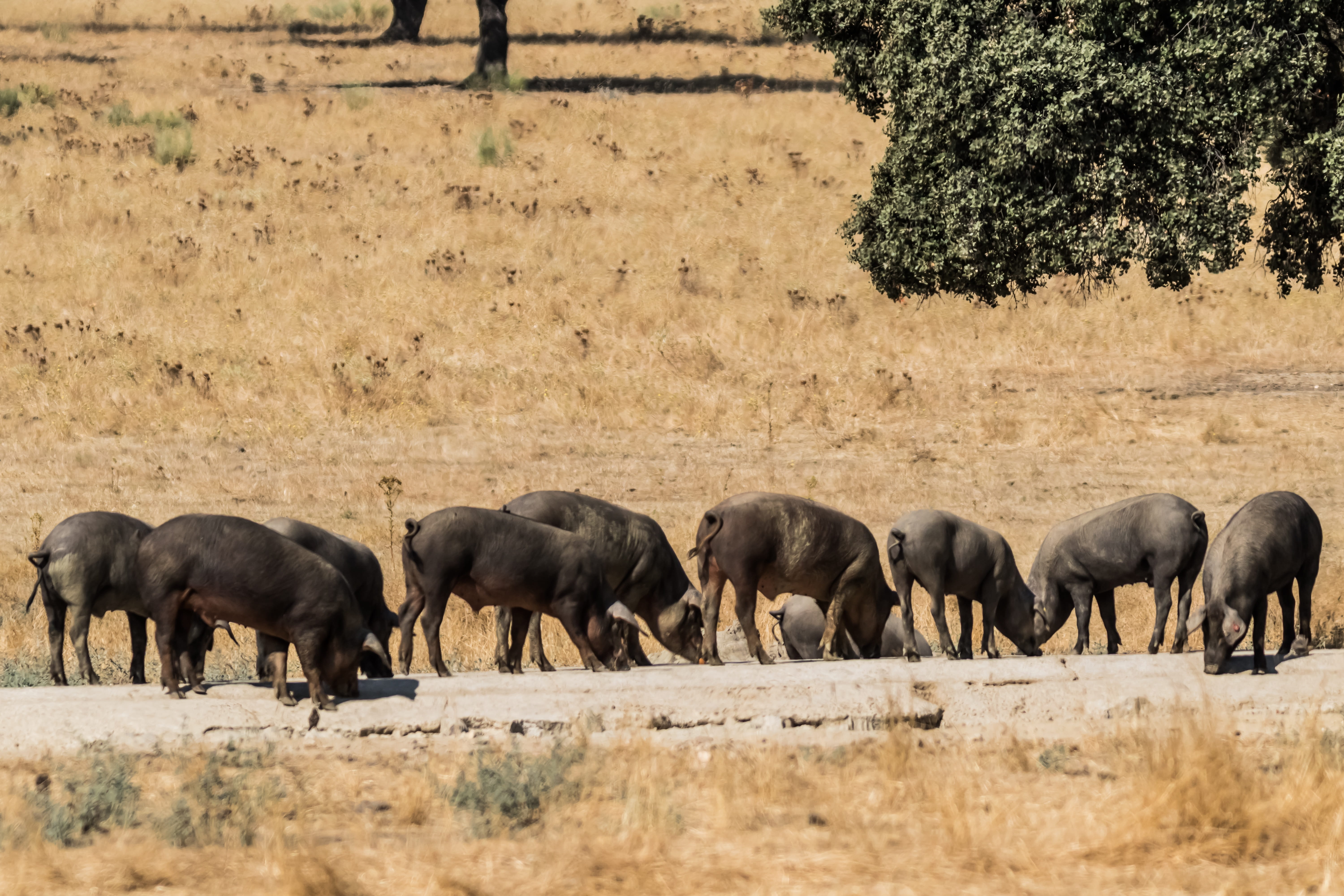 livestock, iberian jam, iberian pig, large group of animals, outdoors, group of animals, cerdo iberico, pata negra, animal themes, field, spain, jamón iberico, HD Wallpaper