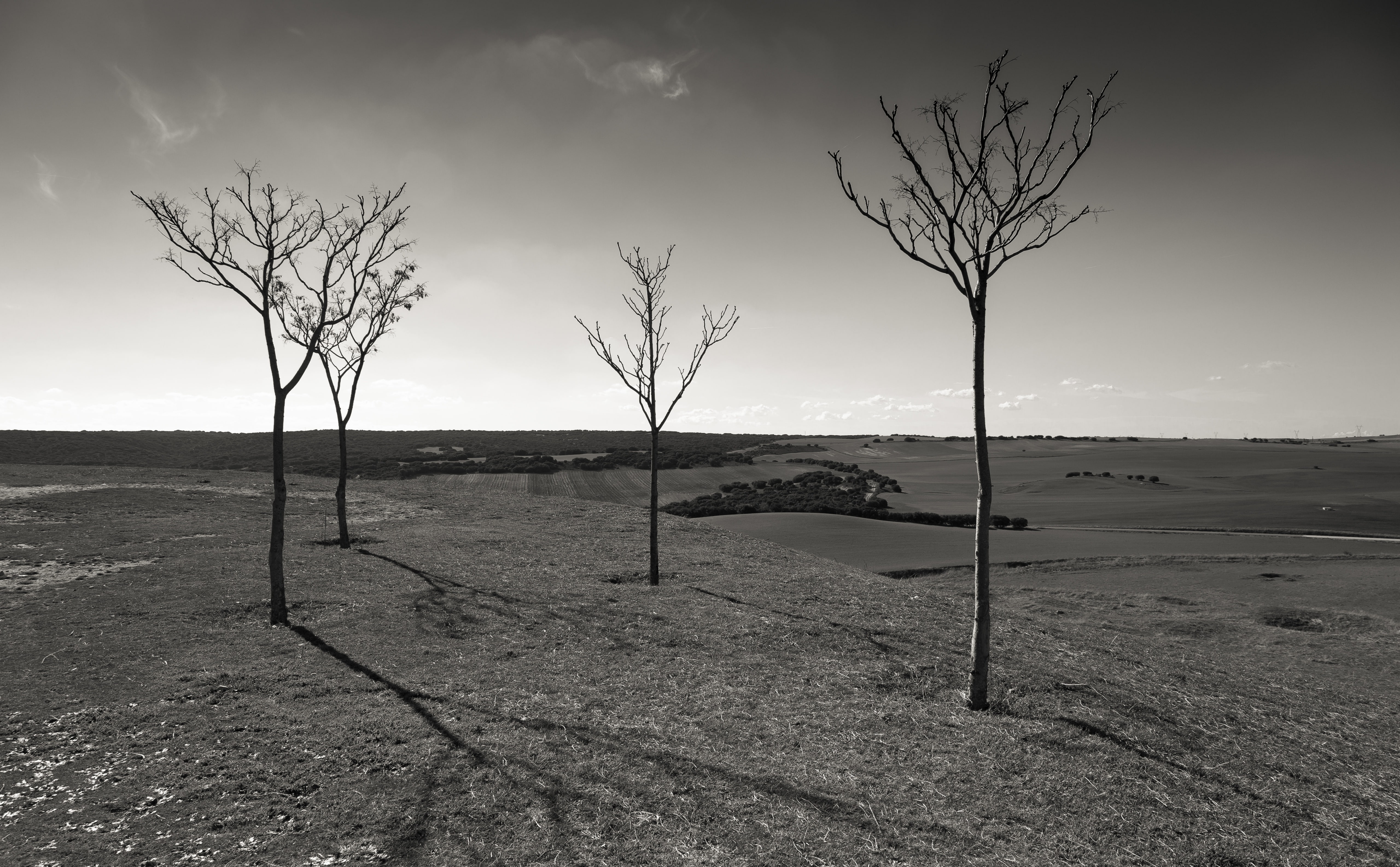 Castilla-La Mancha, canon5dmk3, canoneos5dmarkiii, Photography, Trees, Spain, canon5d, Saelices, canonef24105mmf4lisusm, black, Mark, 5K, Iberian Peninsula, HD Wallpaper