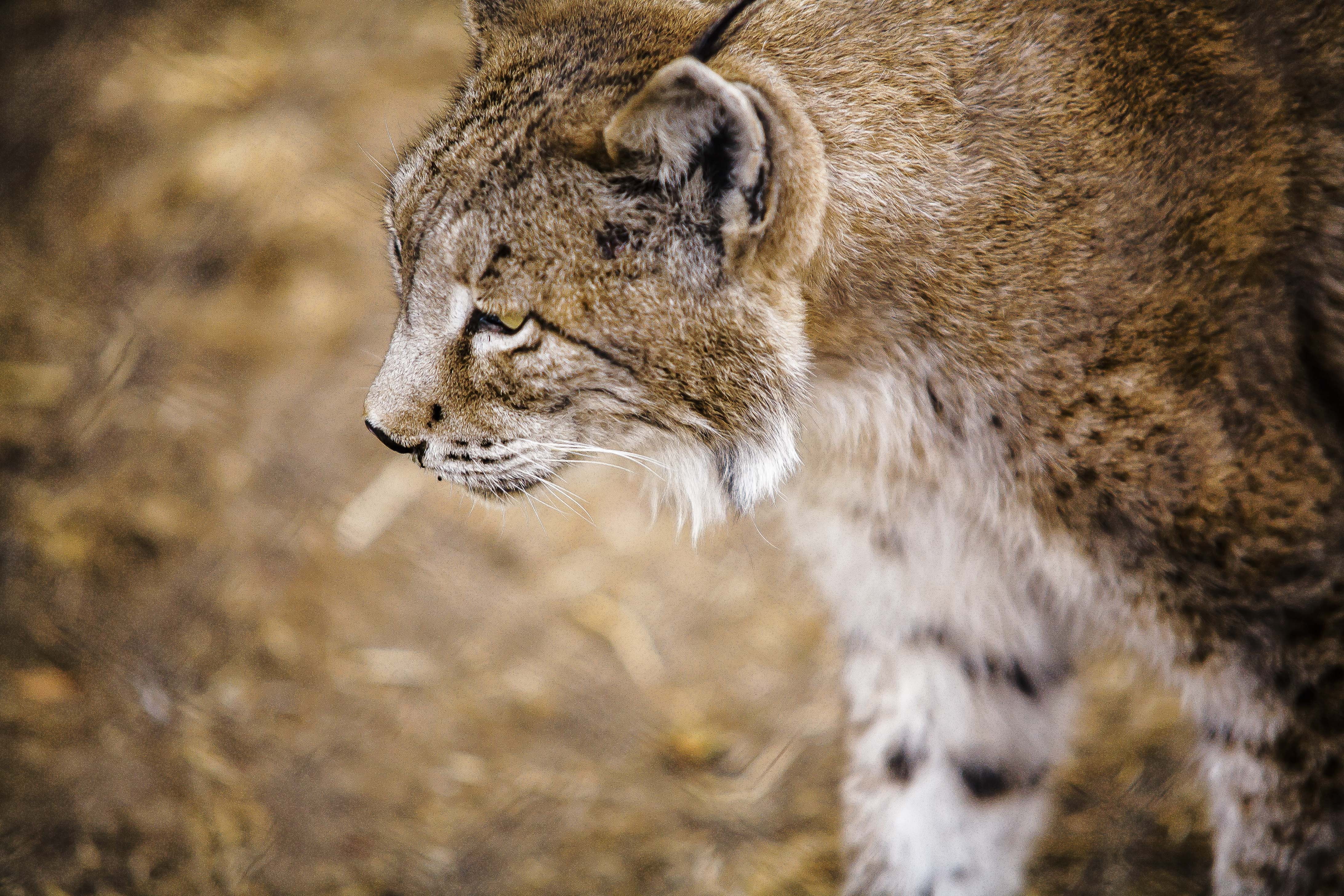 animal head, vertebrate, one animal, mammal, looking, profile view, focus on foreground, side view, looking away, animal wildlife, animal body part, profile, HD Wallpaper