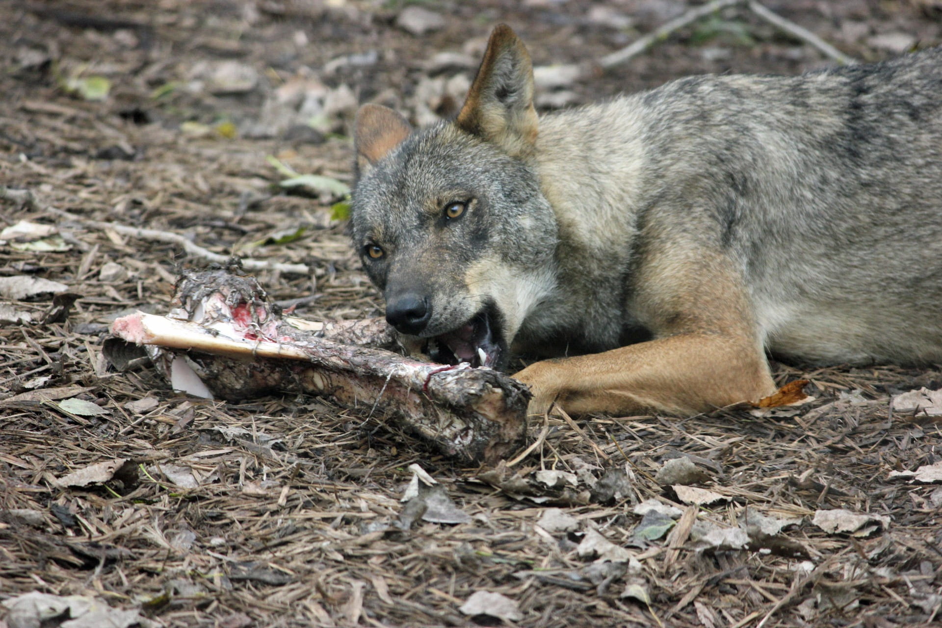 animals hunting, one animal, iberian, iberian wolf, animals in the wild, mouth open, shot, close-up, photography, vertebrate, bone, animal body part, biting, HD Wallpaper