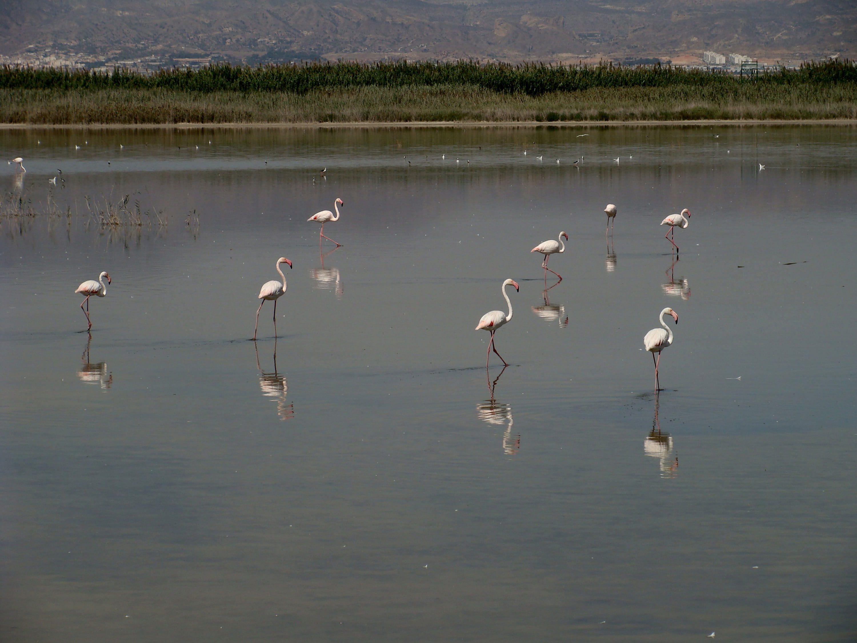 nature, flamingo, scenics - nature, group of animals, beauty in nature, lake, no people, tranquility, water, large group of animals, waterfront, flock of birds, HD Wallpaper