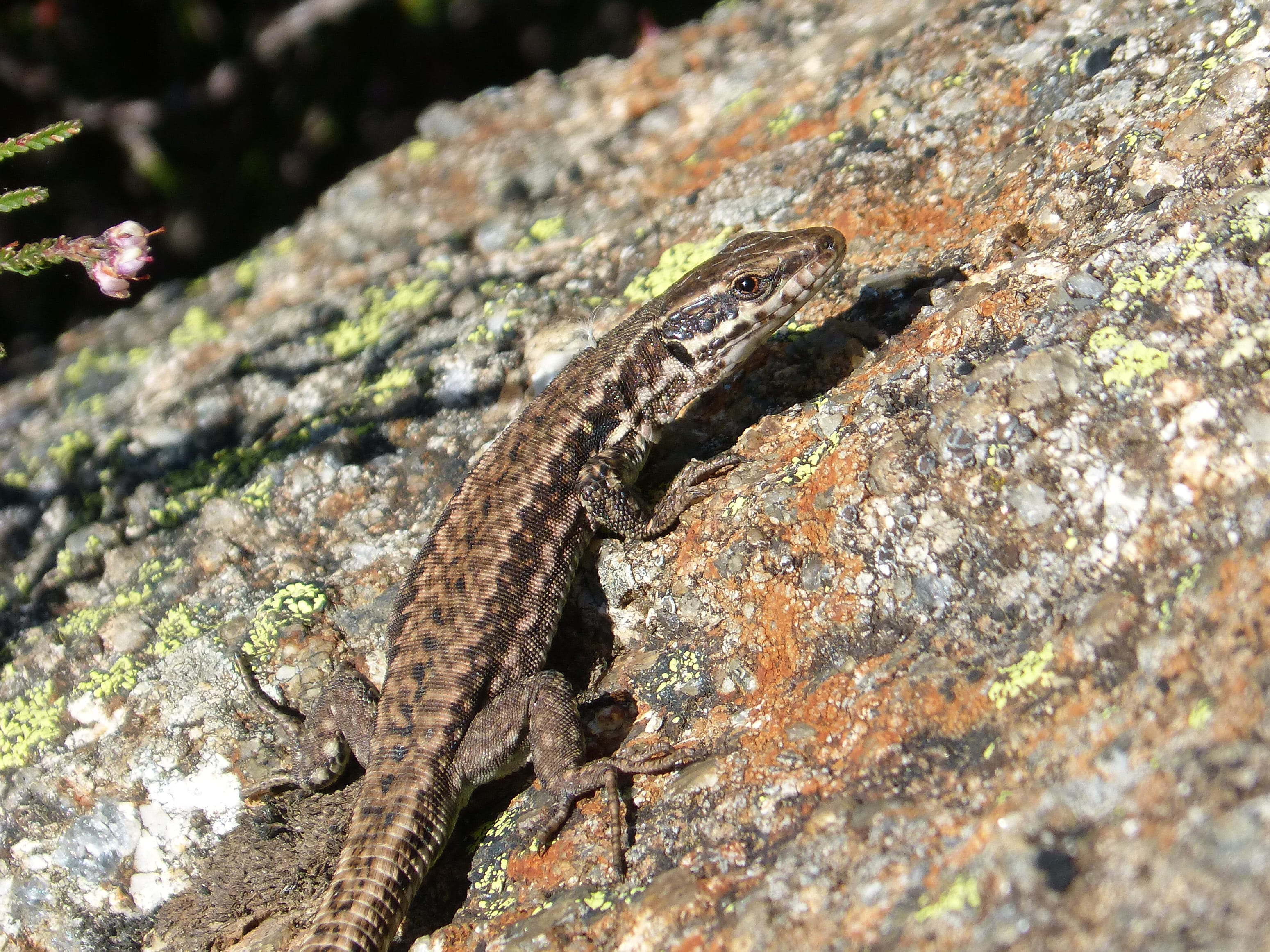 vertebrate, plant, solid, rock, animal wildlife, reptile, no people, podarcis hispanica, 2K, animal scale, animal themes, selective focus, one animal, HD Wallpaper