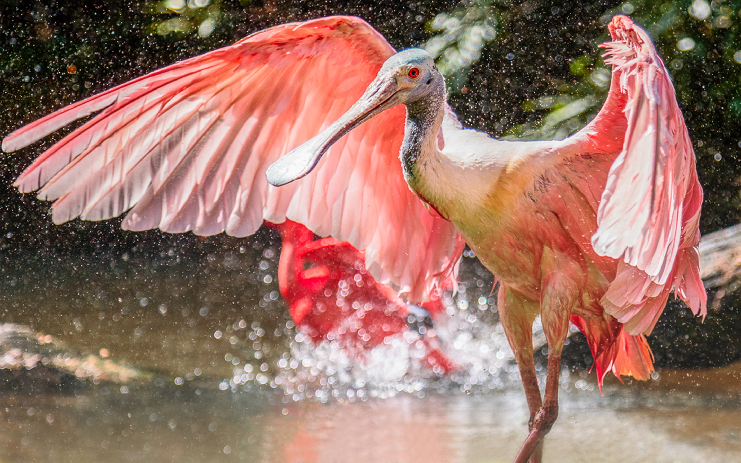 desktop, reflection, outdoors, animal themes, bird, 2K, spoonbill, day, lake, roseate, flamingo, hd, no people, one animal, animals in the wild, ajaja, HD Wallpaper