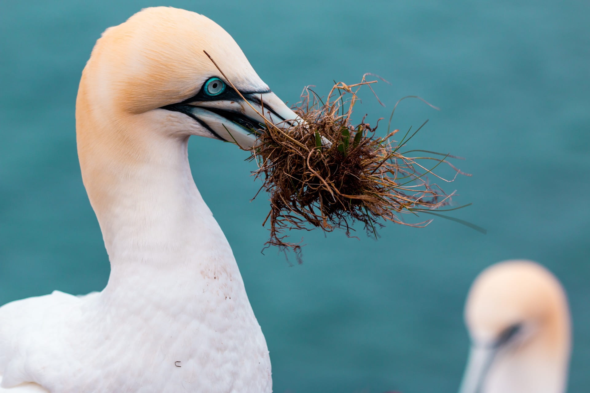 one animal, beak, waters, bill, lummenfelsen, animal themes, northern gannet, hairstyle, boobies, bird, sky, animal, animal neck, 1080P, profile view, HD Wallpaper