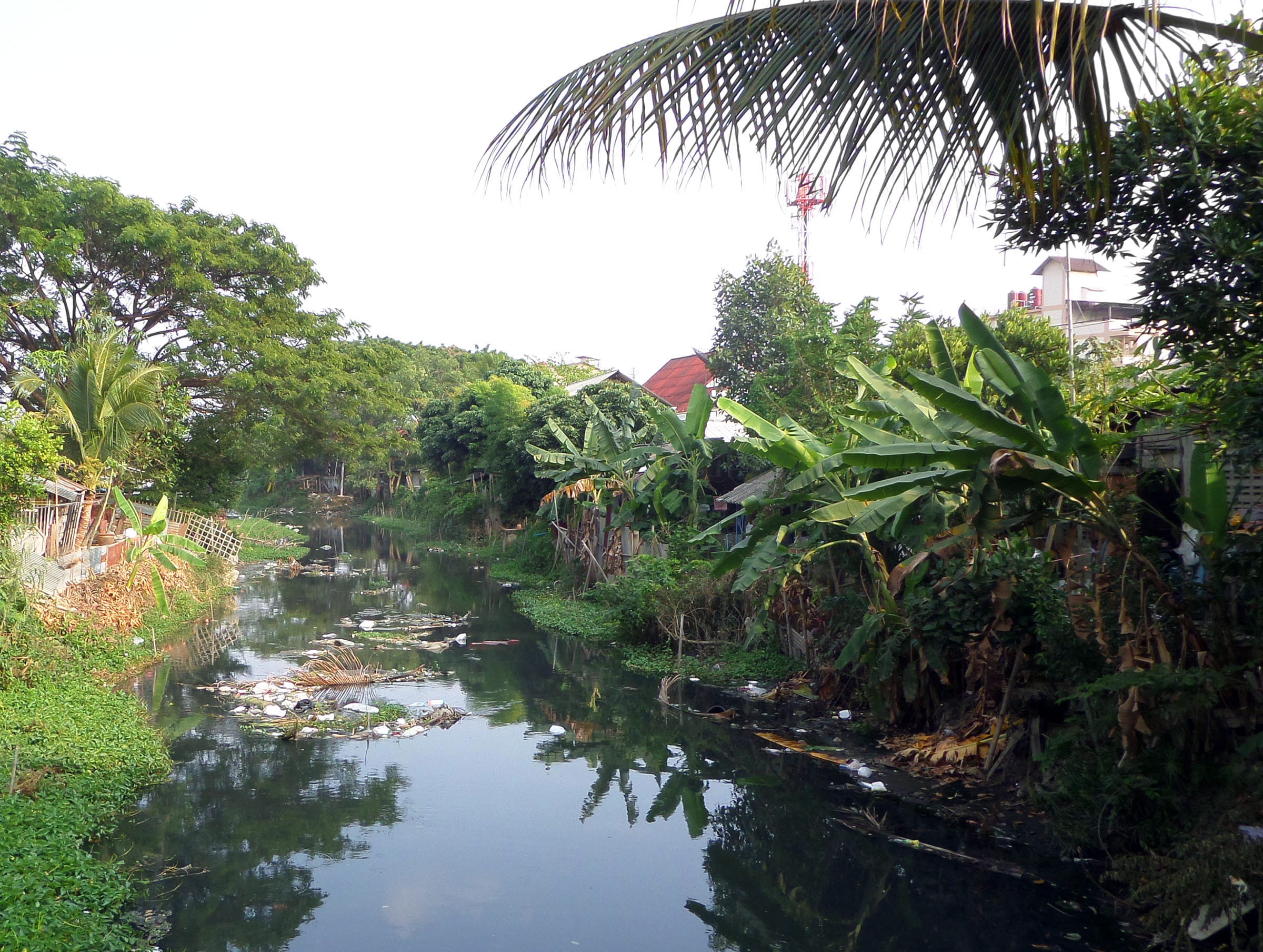 mai, clear sky, tree, litter, thai, thailand, water, 1080P, polluted, no people, day, canal, chiang, palm tree, tranquility, leaf, plant, pollution, outdoors, HD Wallpaper