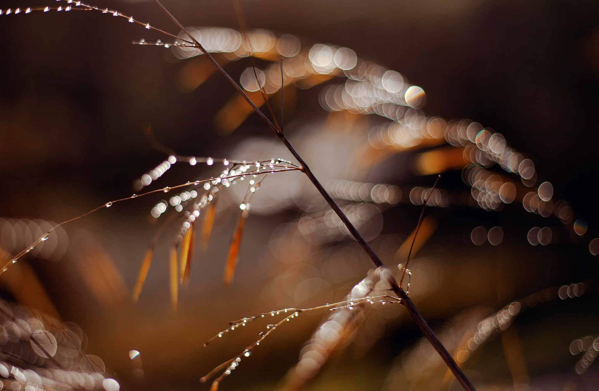 illuminated, bokeh, 1080P, night, wet, water, beaded, drop, black, nature, indoors, lighting equipment, necklace, fragility, focus on foreground, no people, HD Wallpaper
