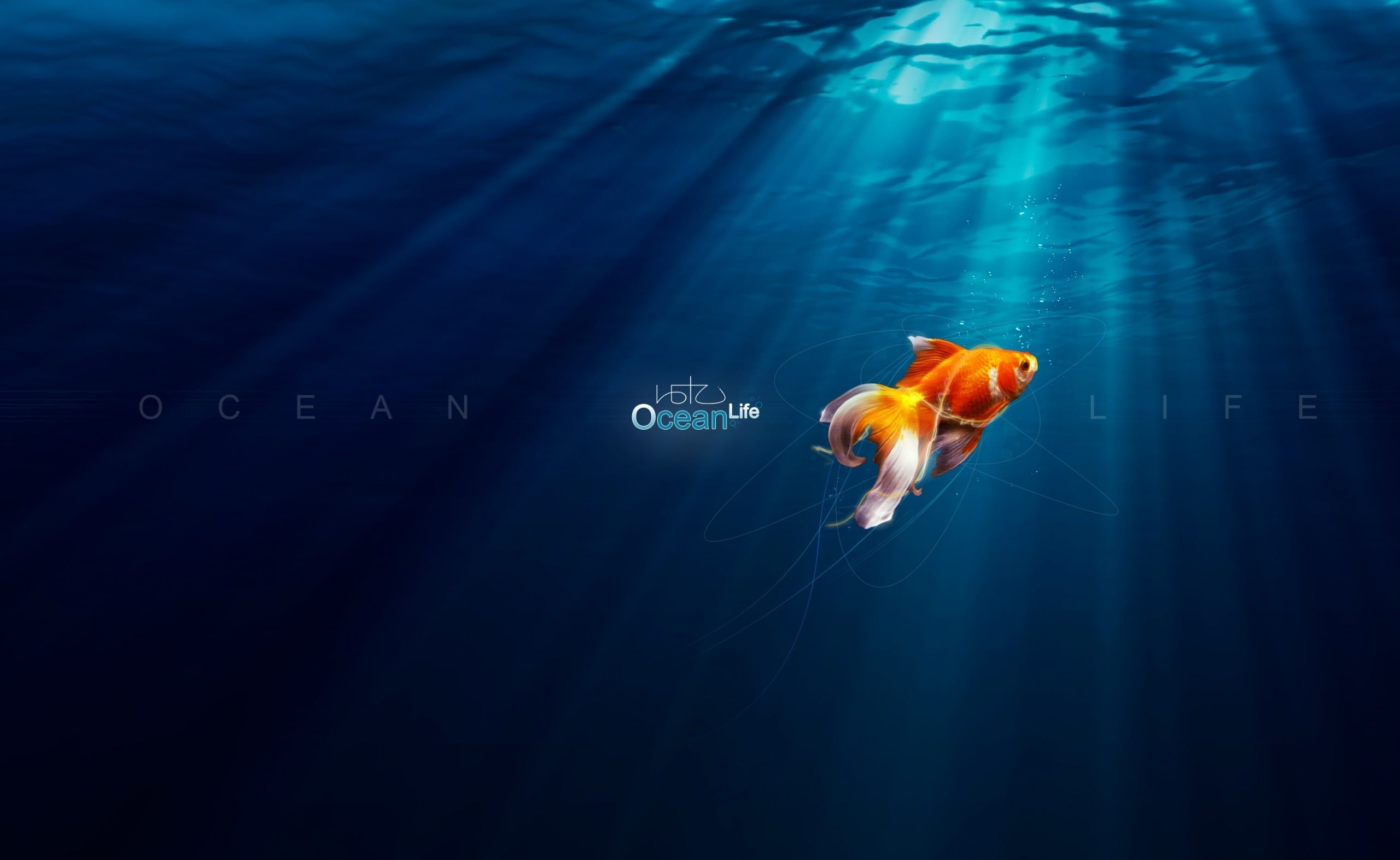 Aero, animal wildlife, one animal, water, Fish, animal themes, no people, vertebrate, Creative, ocean life, nature, Life, marine, orange color, HD Wallpaper