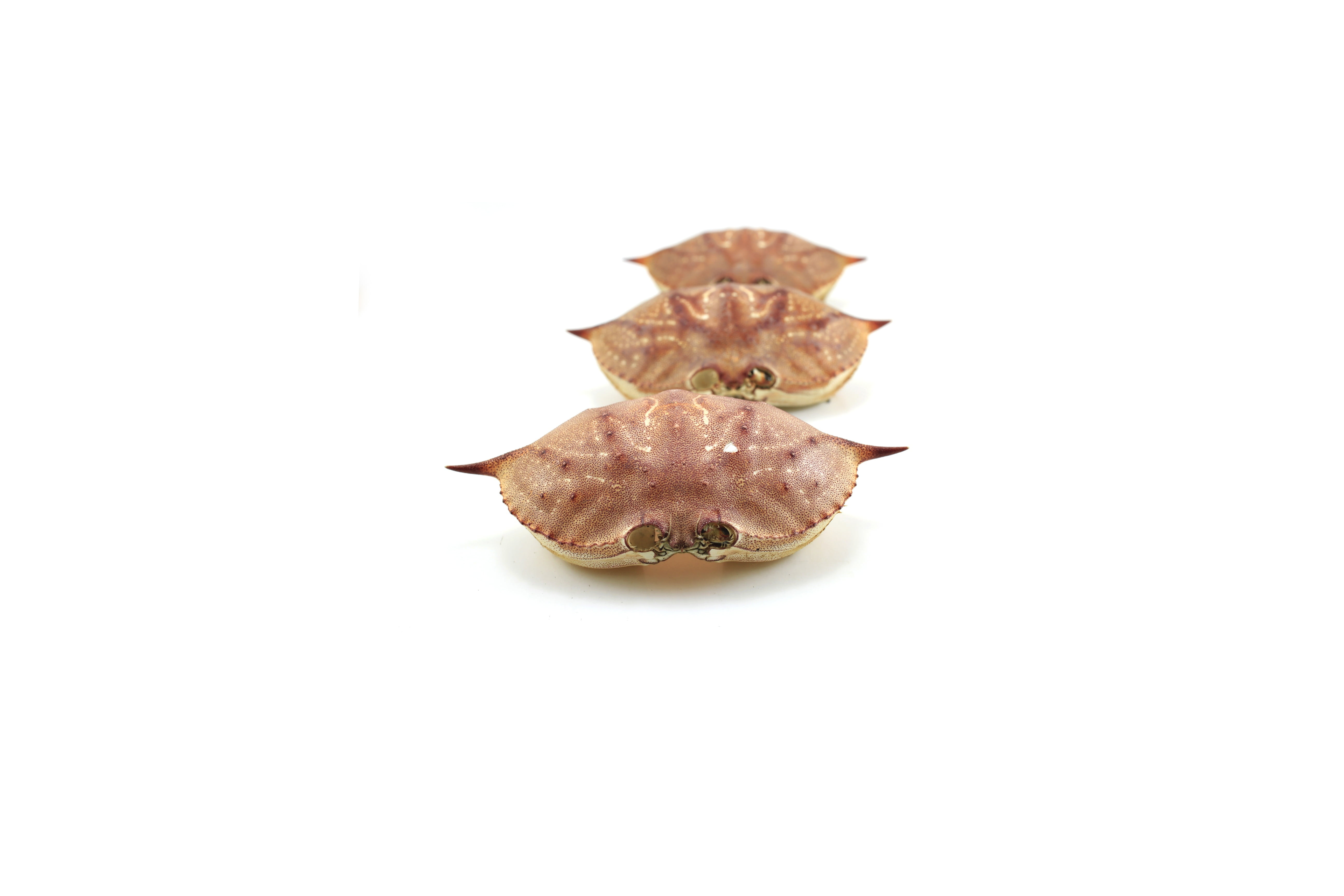 island, wellbeing, water, food, indoors, life, meat, natural, coast, seafood, crustacean, animal, tropical, copy space, legs, marine, white background, HD Wallpaper