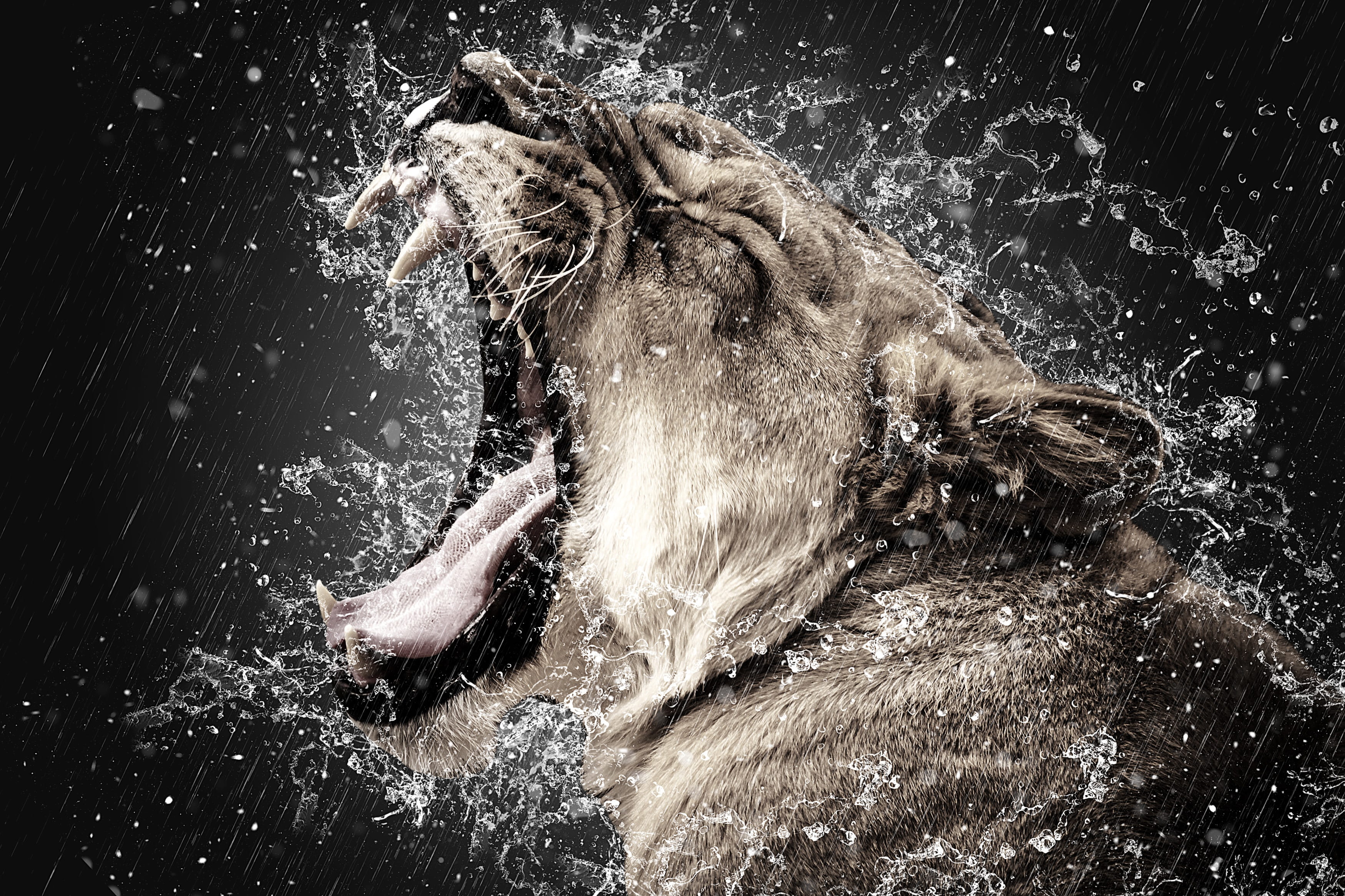 jumping, canine, vertebrate, shaking, swimming, domestic, tiger, animal themes, splashing, effect, background, dark, animals in the wild, domestic animals, HD Wallpaper