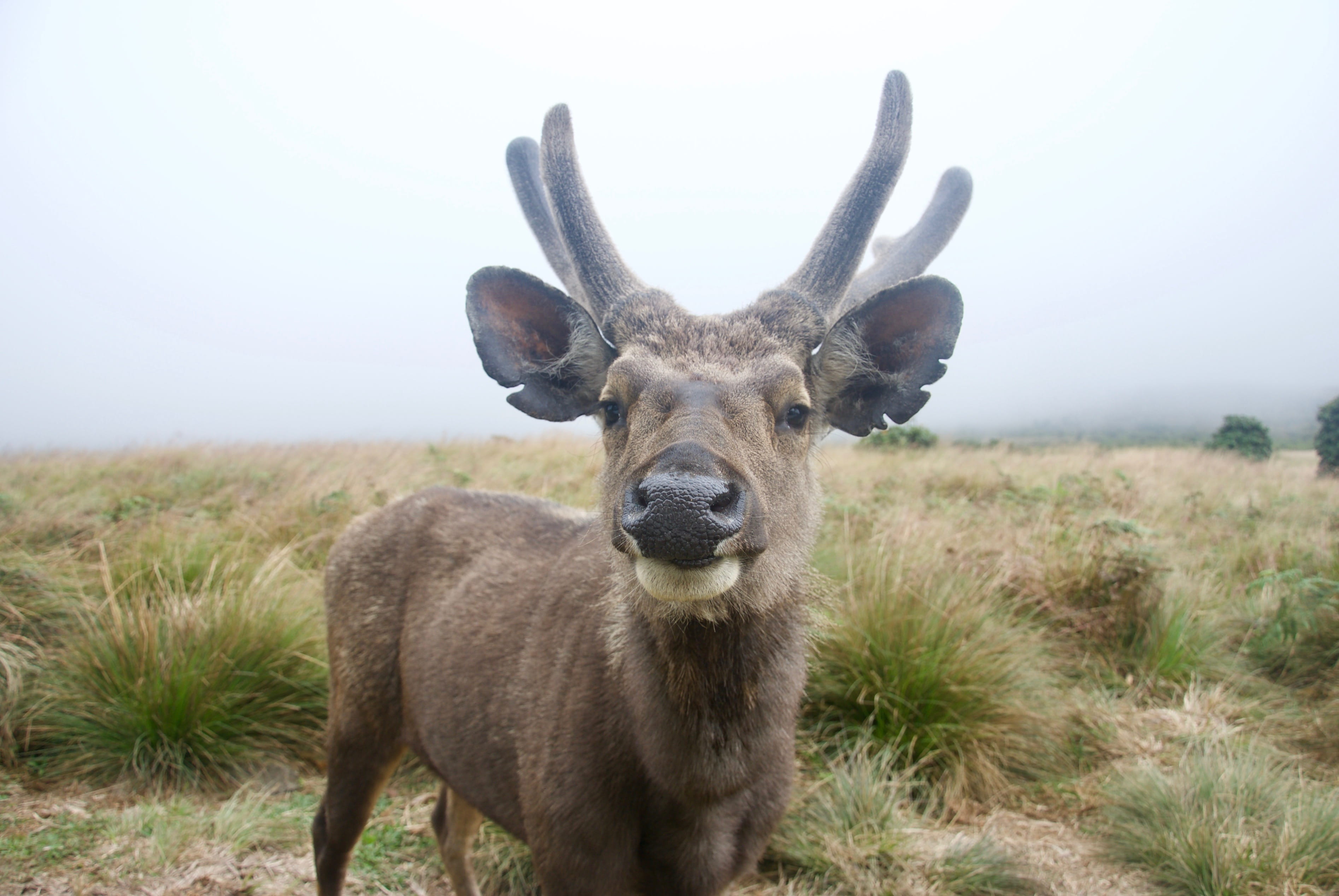 day, vertebrate, standing, animal themes, sky, outdoors, hike, national park, horton plains, mountain, fog, animal wildlife, portrait, herbivorous, 2K, HD Wallpaper